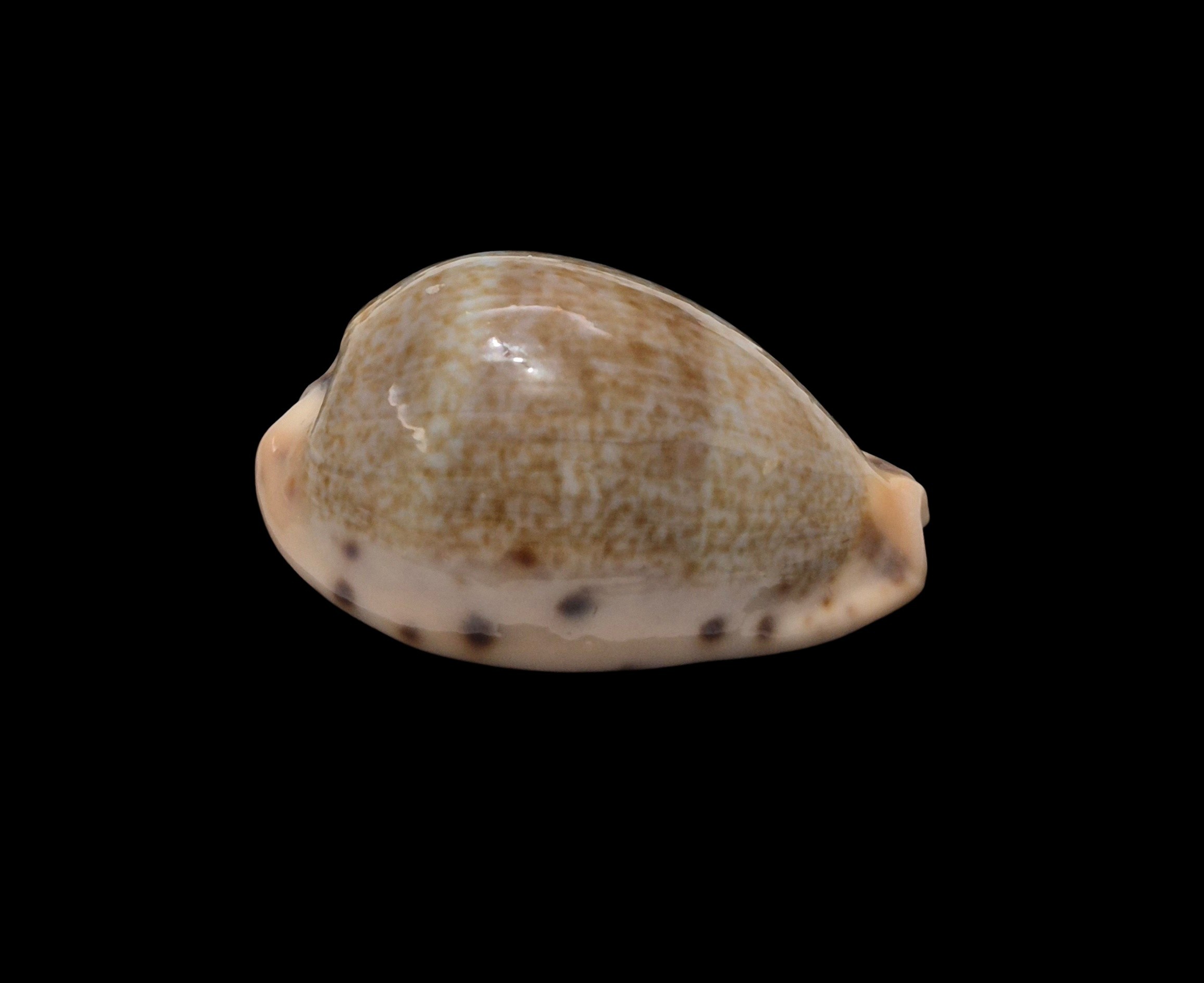 BC560 Erronea xanthodon - SELECTED - Image 2