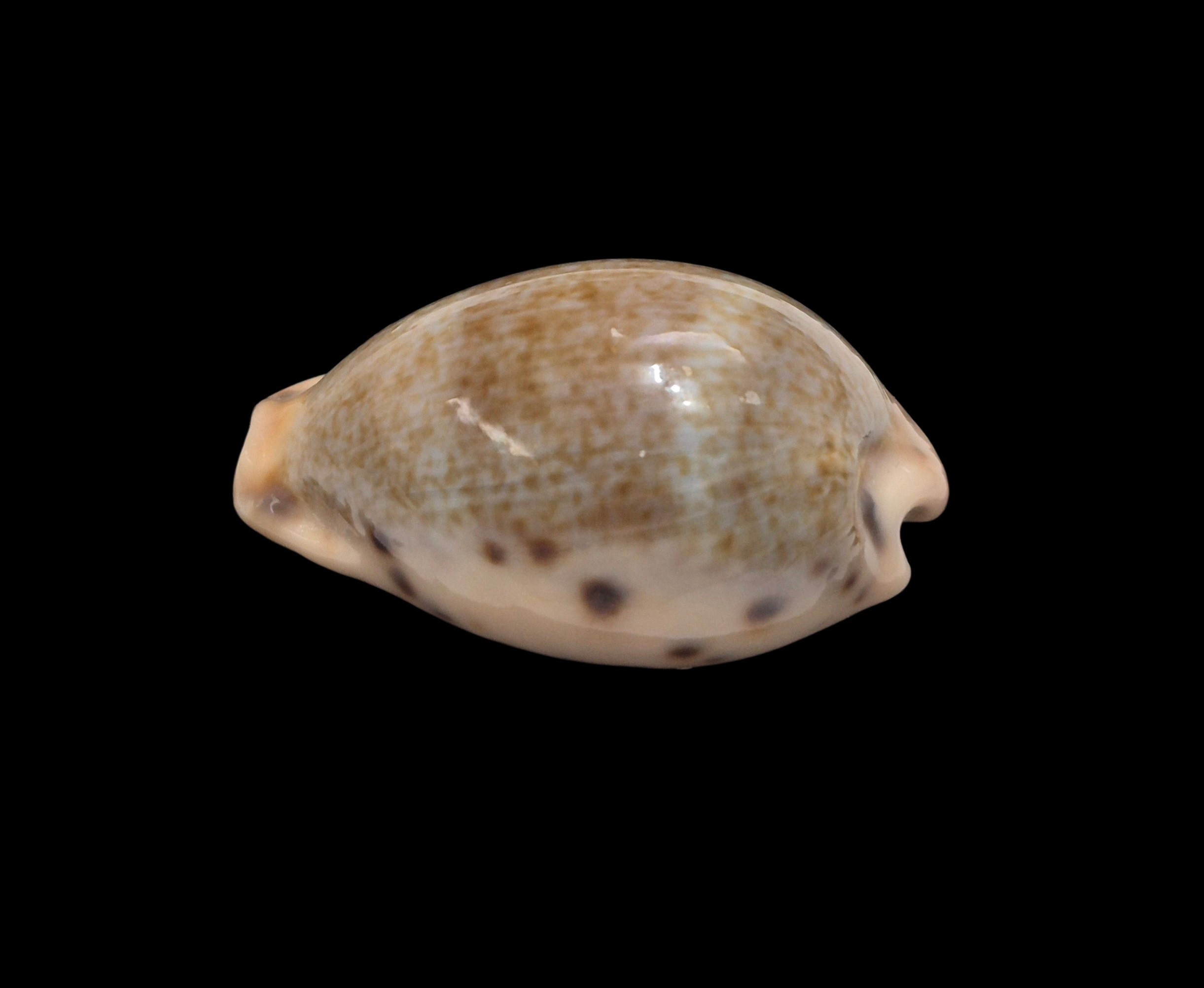 BC560 Erronea xanthodon - SELECTED - Image 4