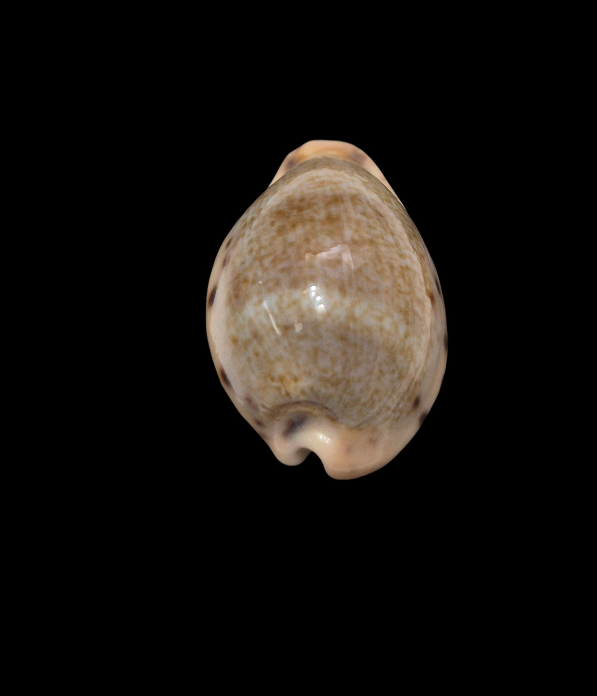 BC560 Erronea xanthodon - SELECTED - Image 5