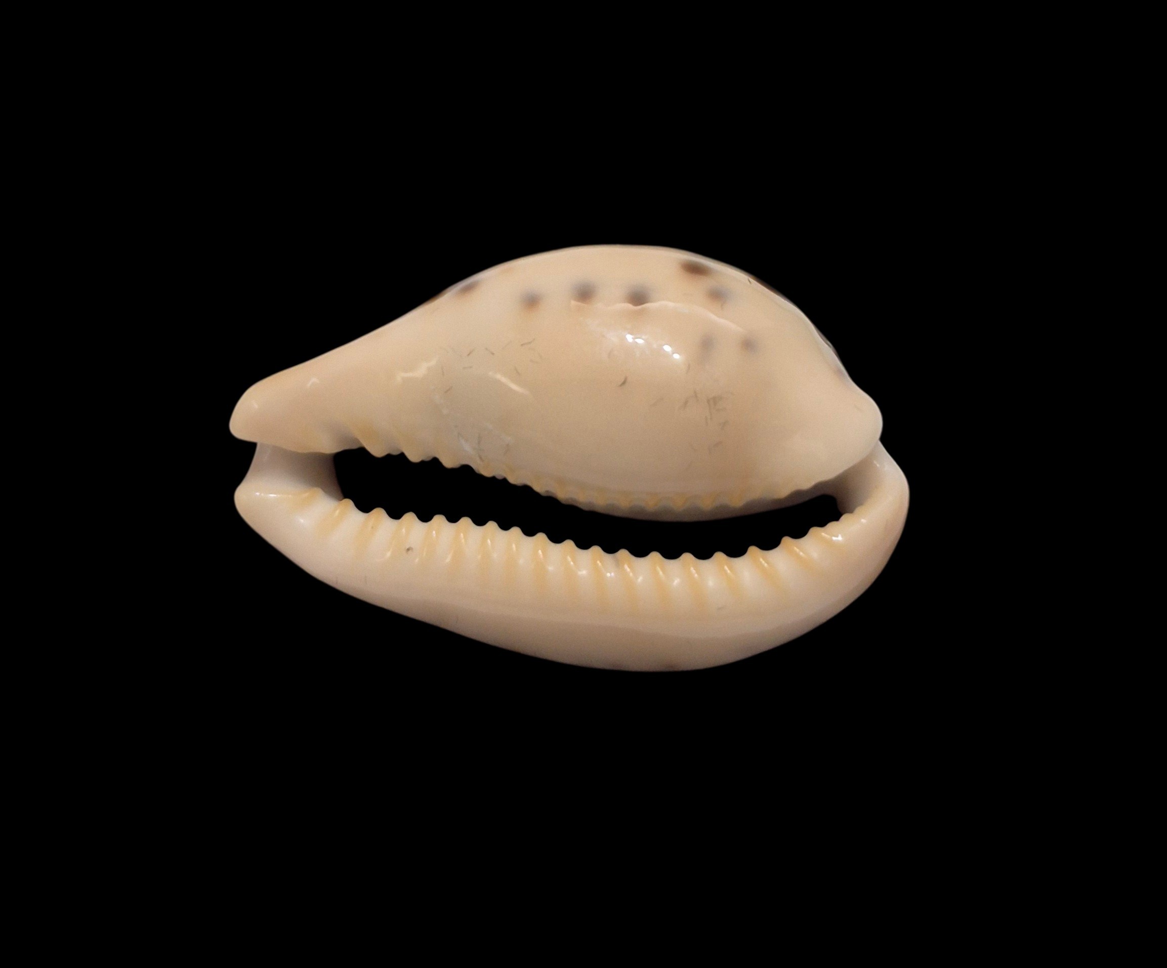 BC560 Erronea xanthodon - SELECTED - Image 3