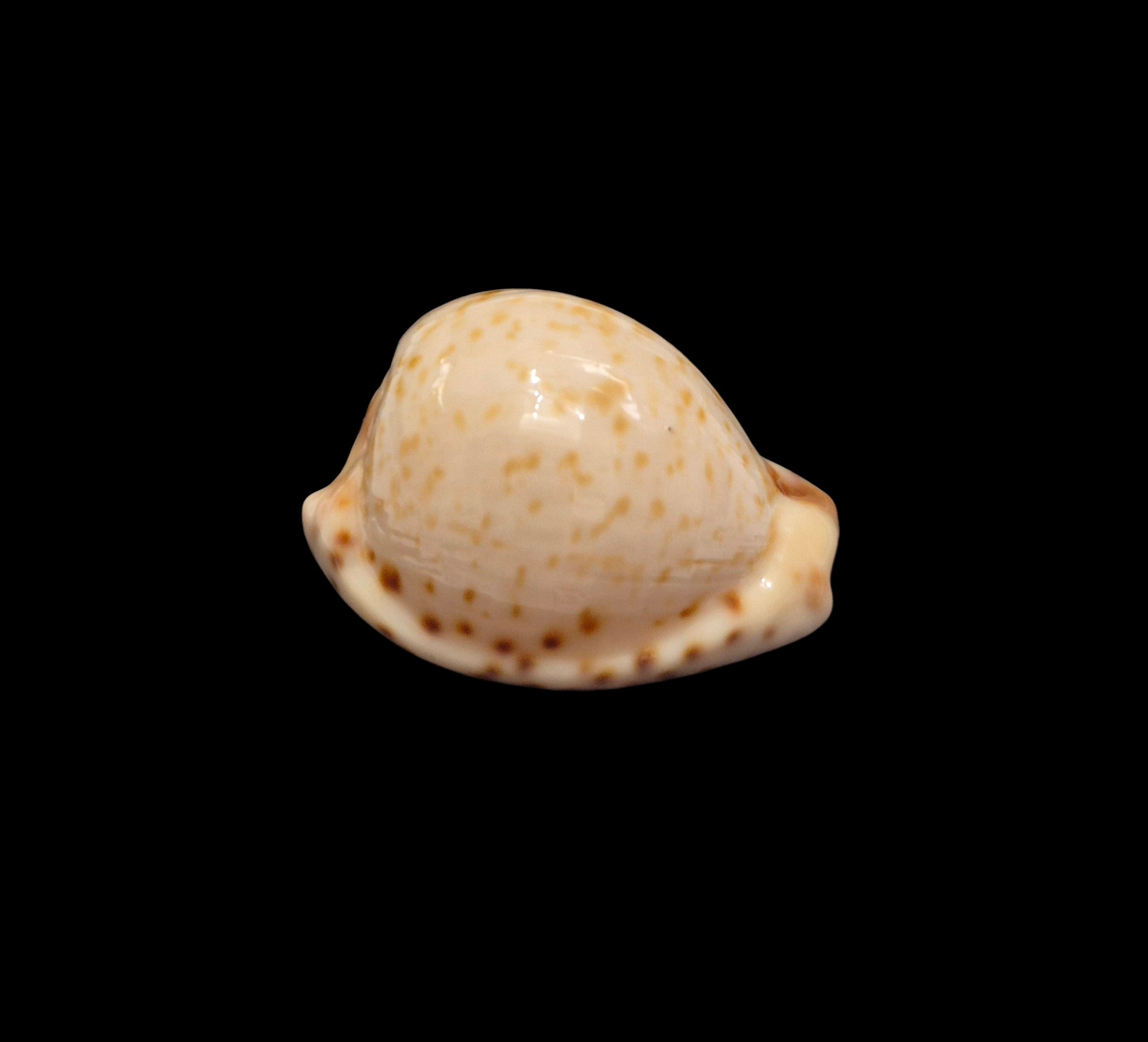 BC334 Cypraeovula permarginata - Image 2