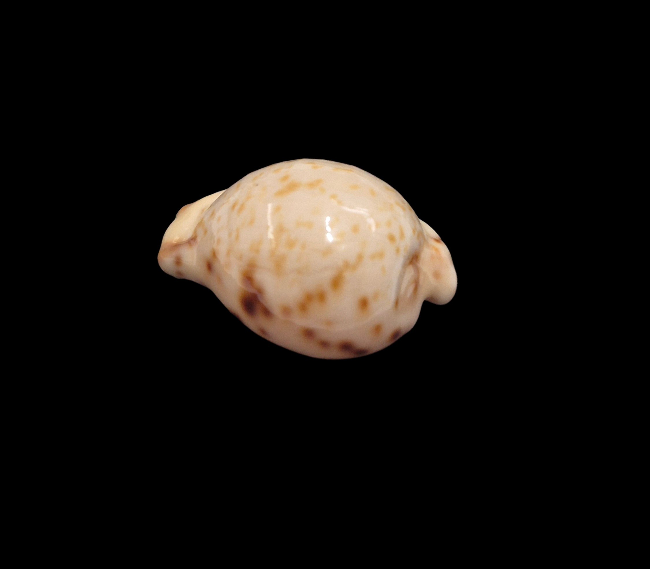 BC334 Cypraeovula permarginata - Image 3