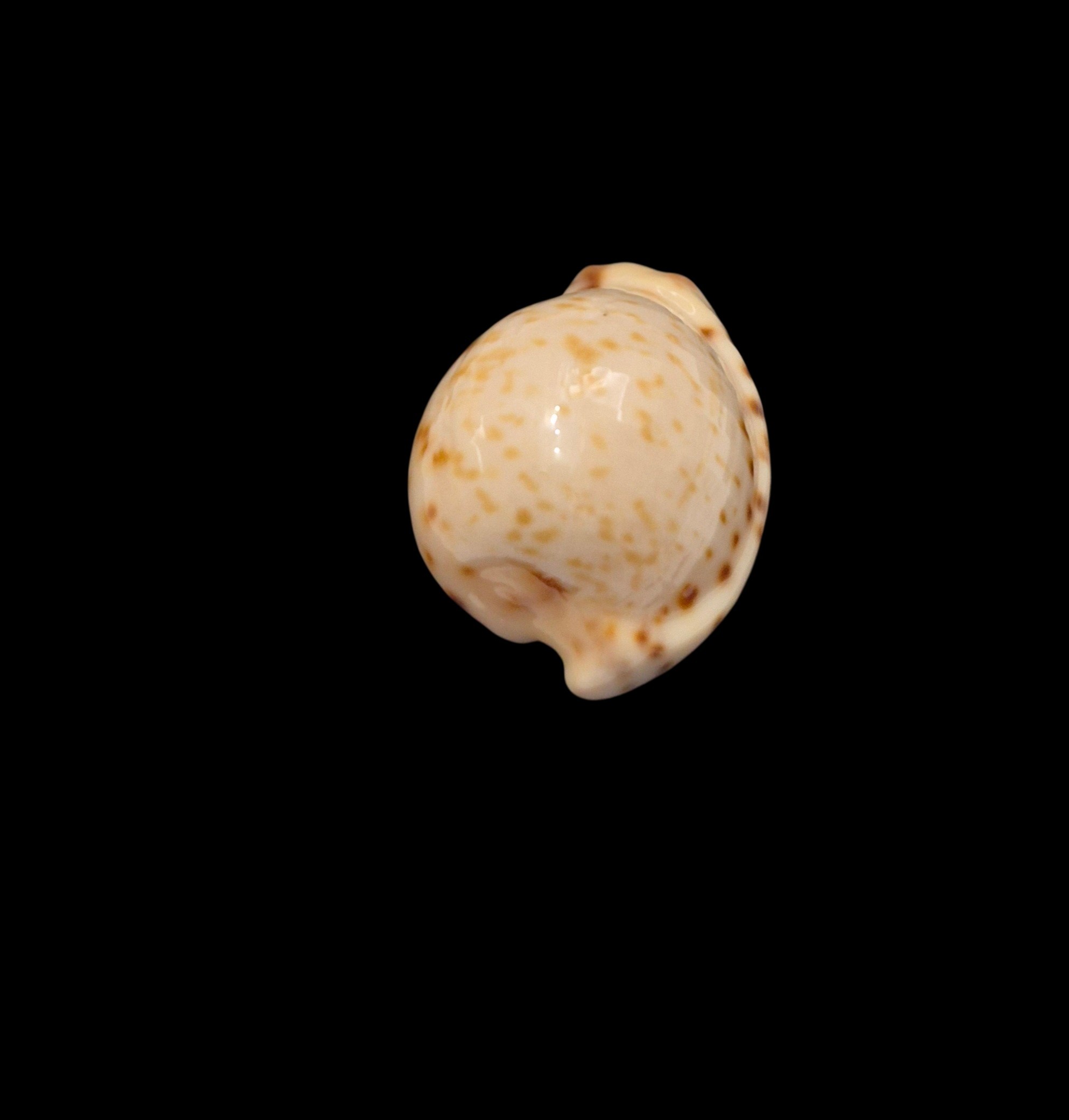 BC334 Cypraeovula permarginata - Image 4