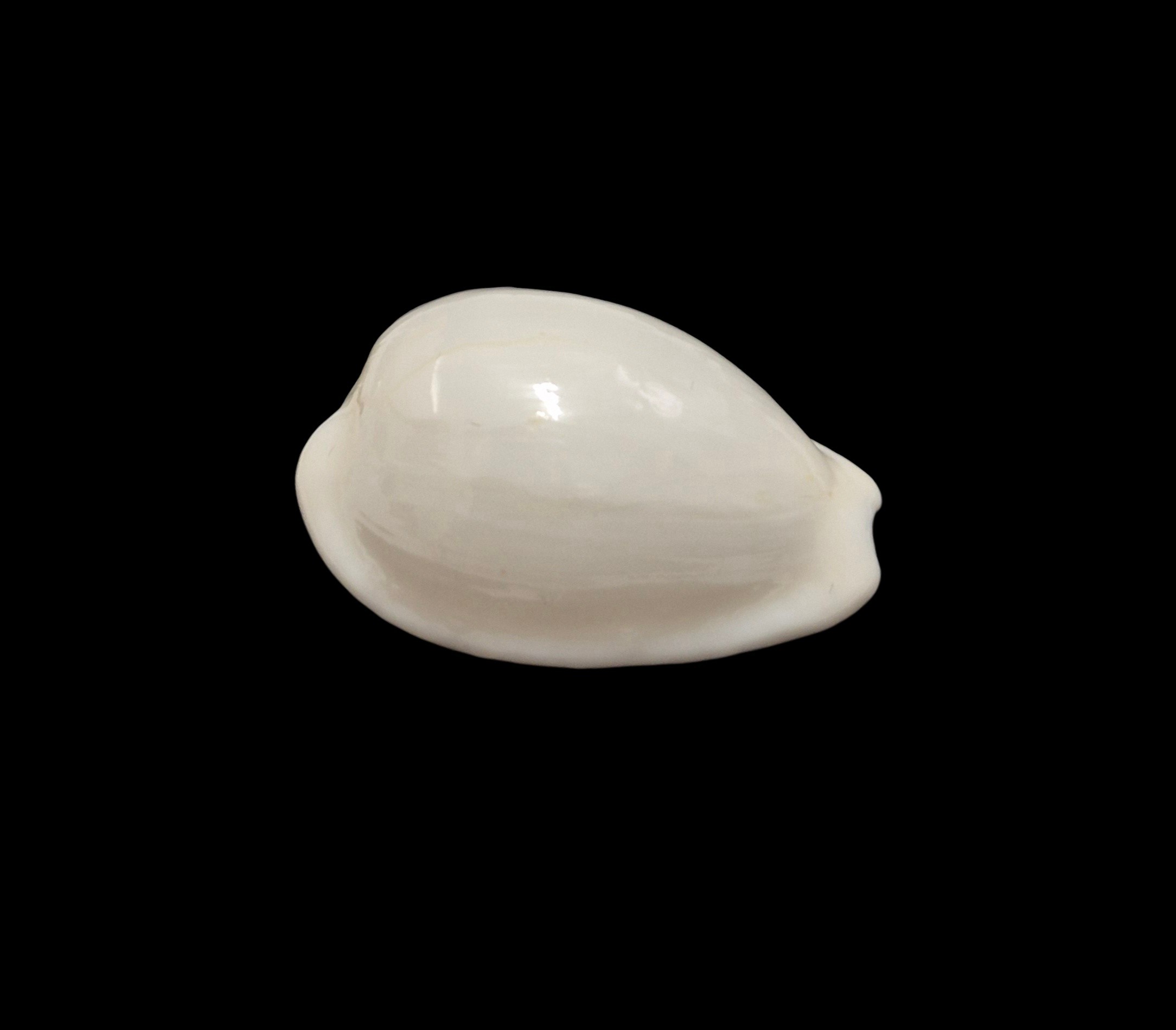 BC586 Notocypraea comptonii casta - Image 2
