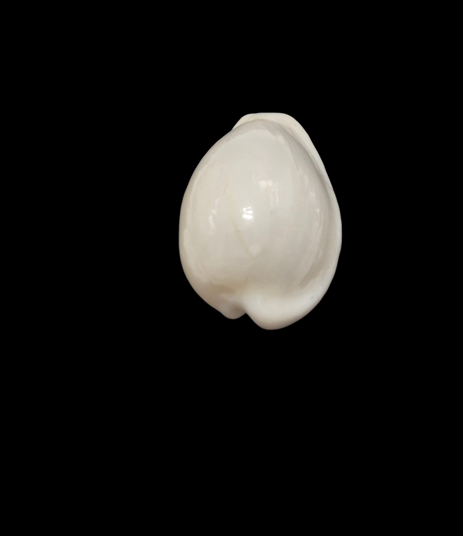 BC586 Notocypraea comptonii casta - Image 4