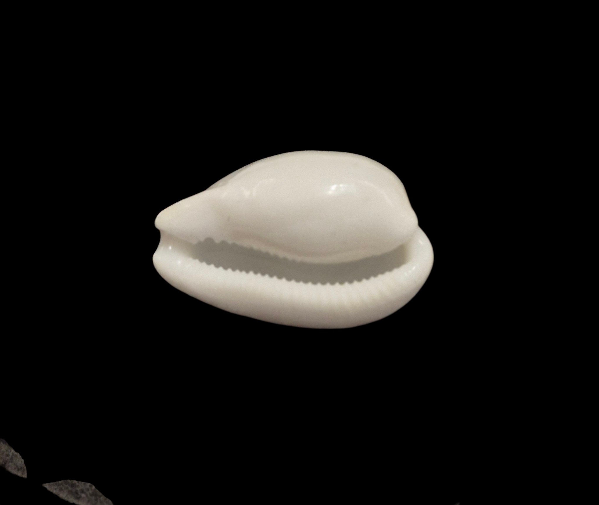 BC586 Notocypraea comptonii casta - Image 5
