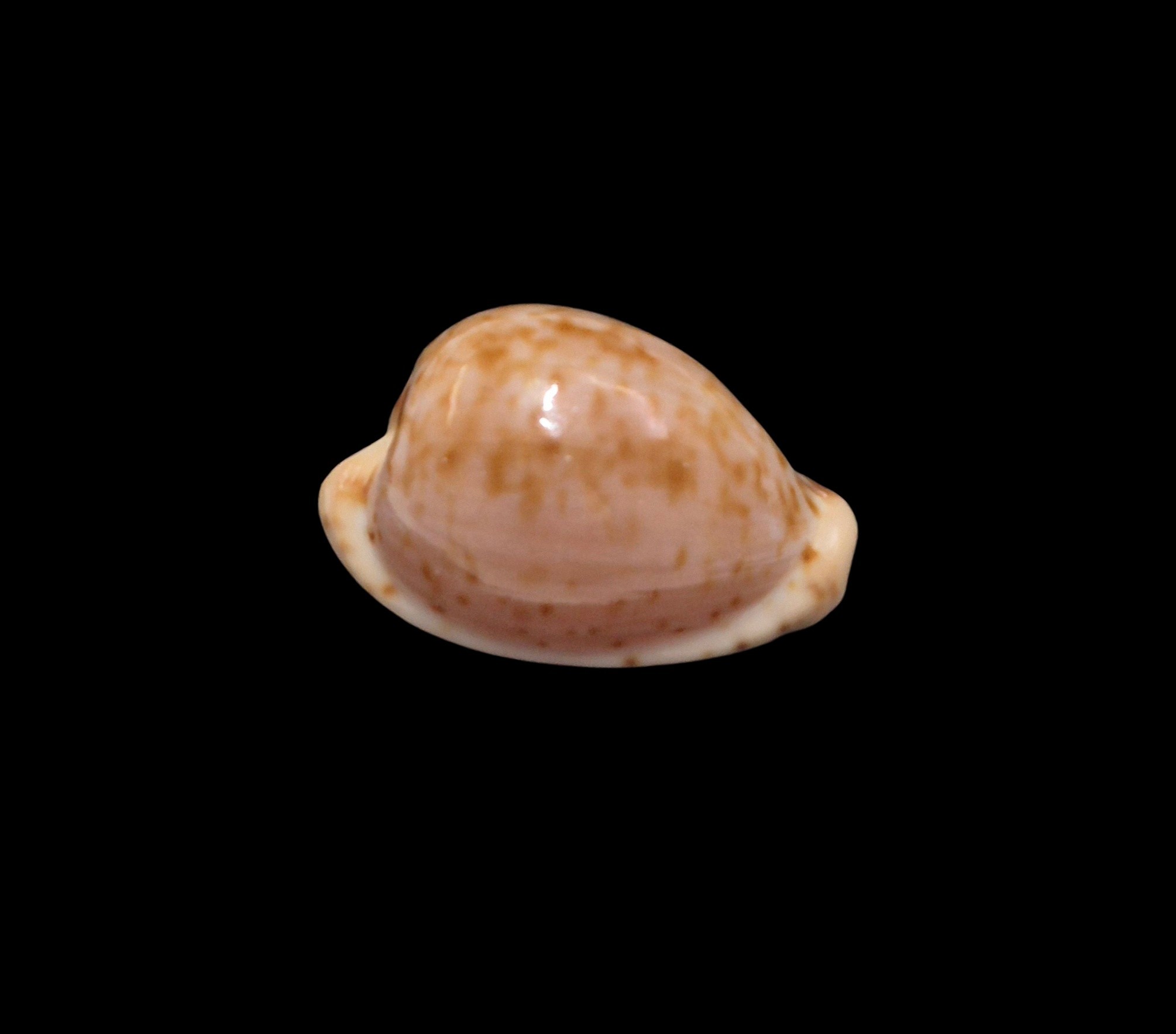 BC557 Cypraeovula mikeharti - GREAT COLORS - Image 2