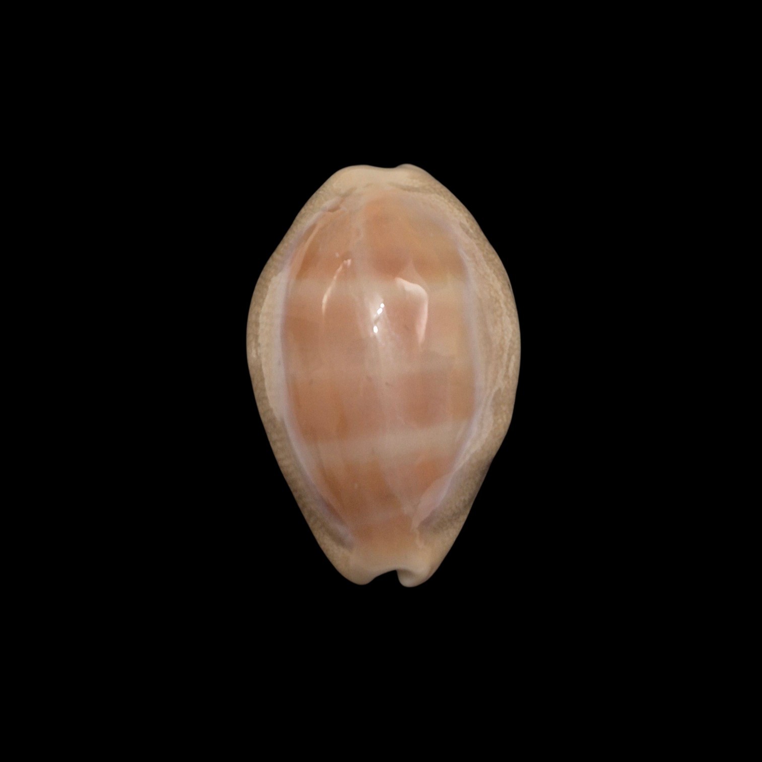 BC596 Lyncina carneola propinqua