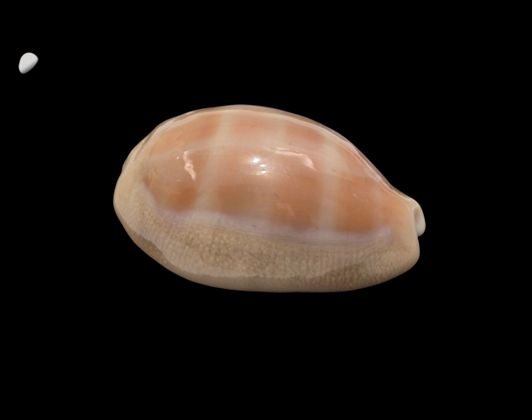 BC596 Lyncina carneola propinqua - Image 2
