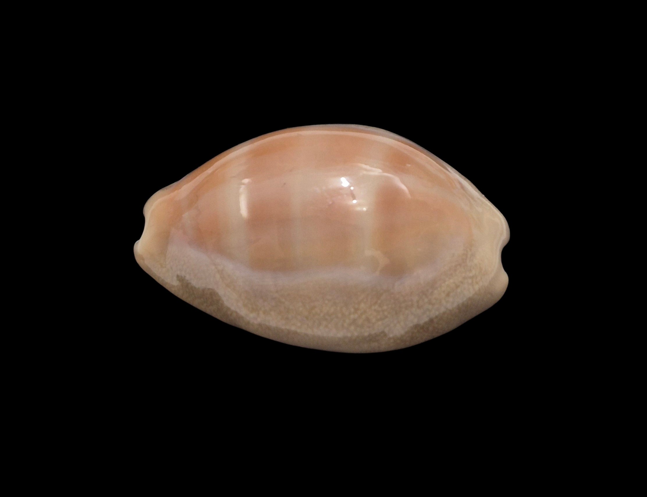 BC596 Lyncina carneola propinqua - Image 3
