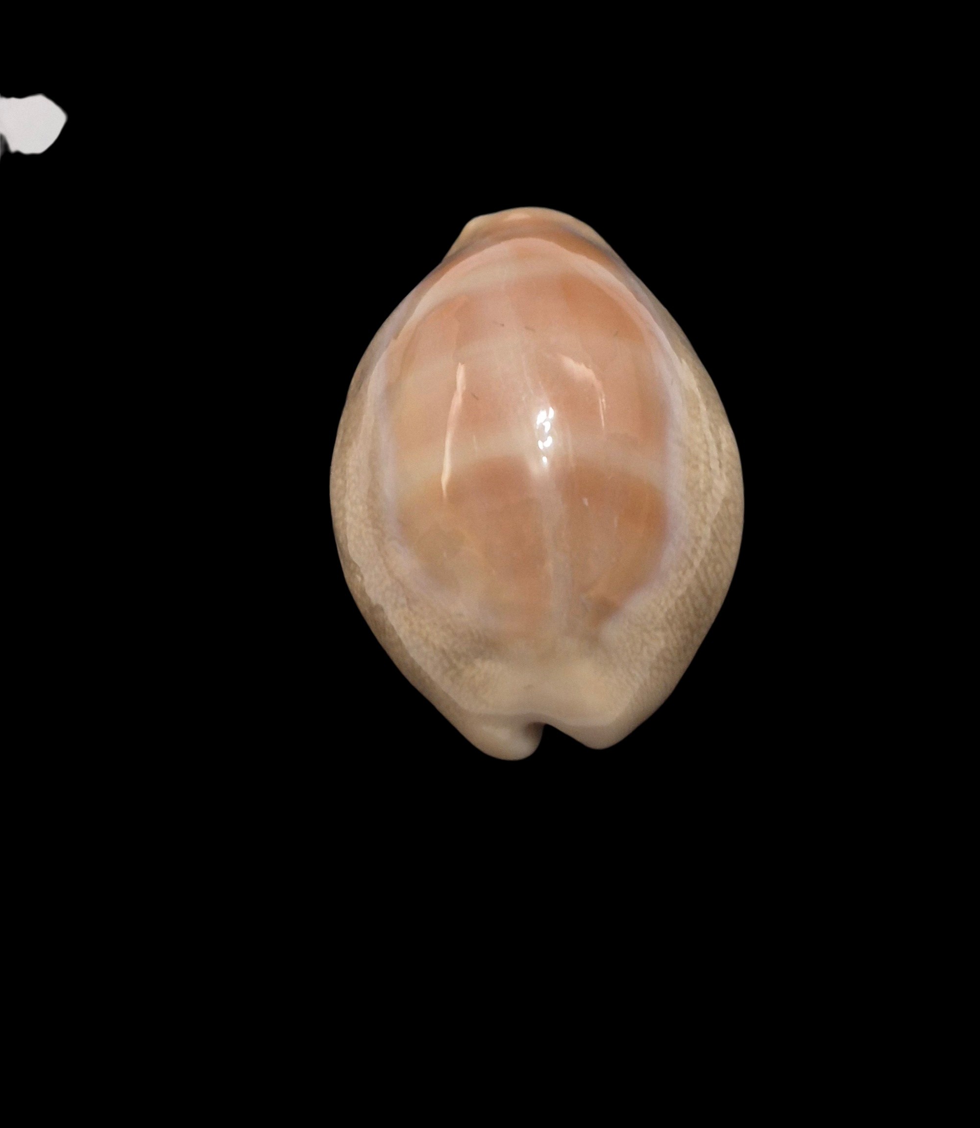 BC596 Lyncina carneola propinqua - Image 4