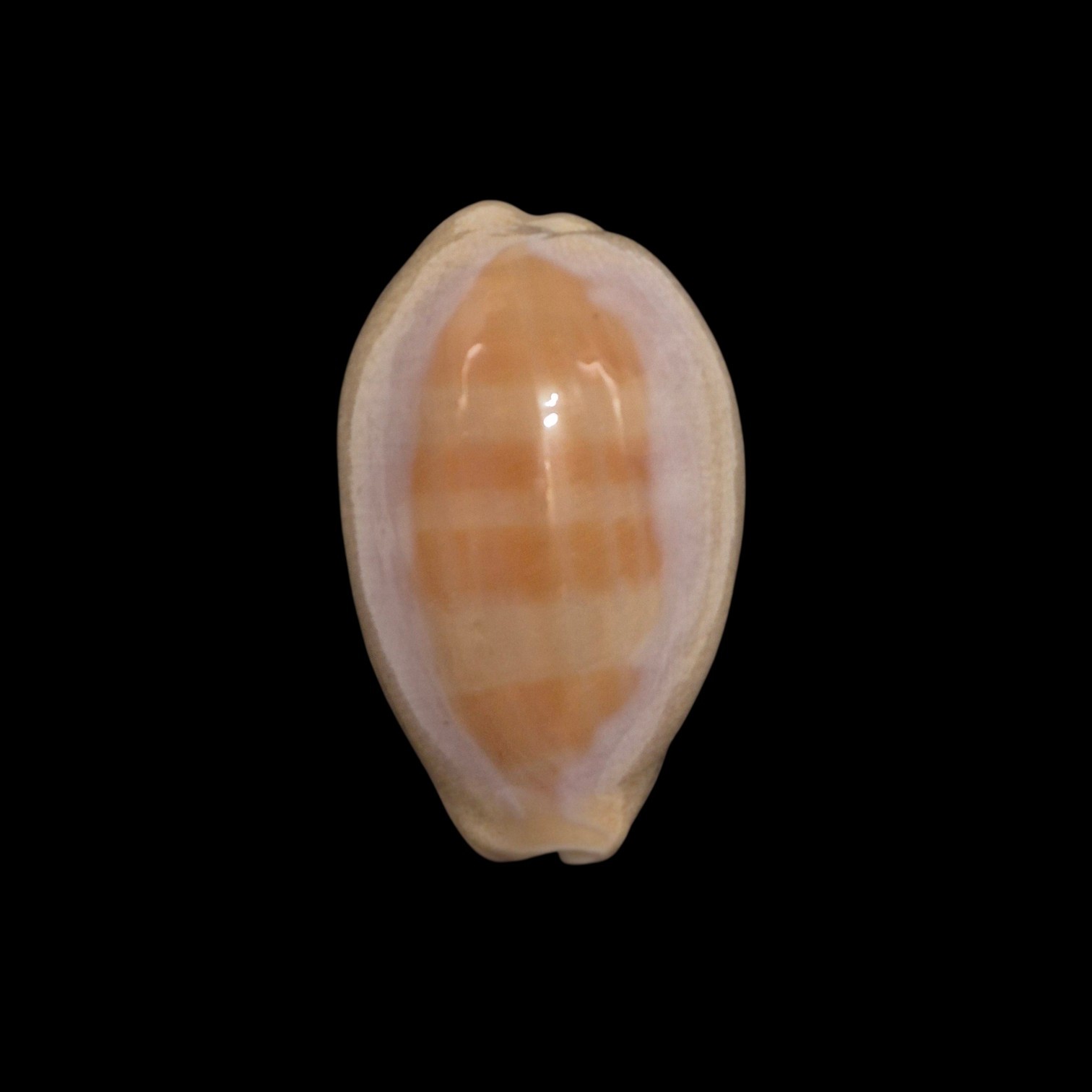 BC450 Lyncina carneola crassa