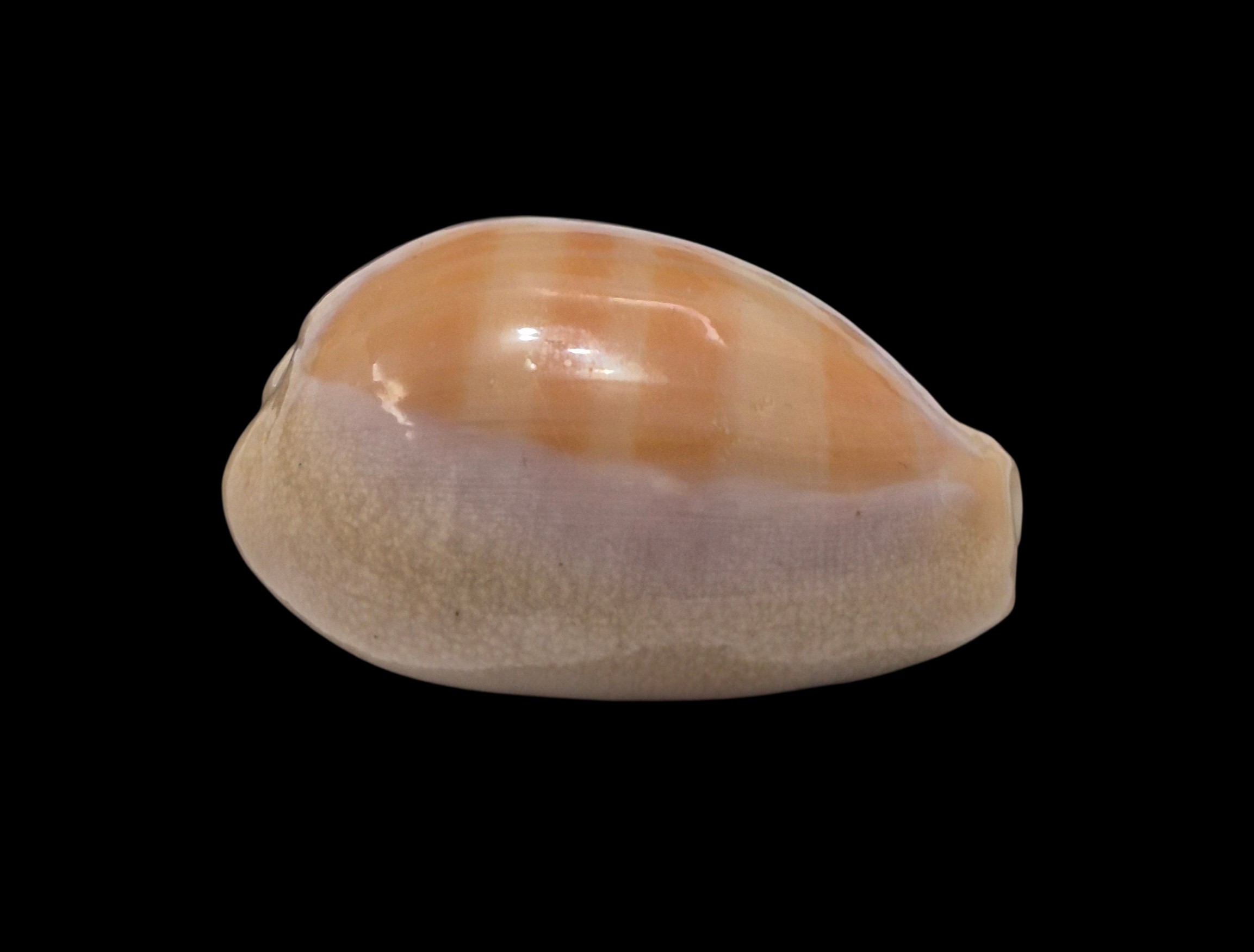 BC450 Lyncina carneola crassa - Image 2