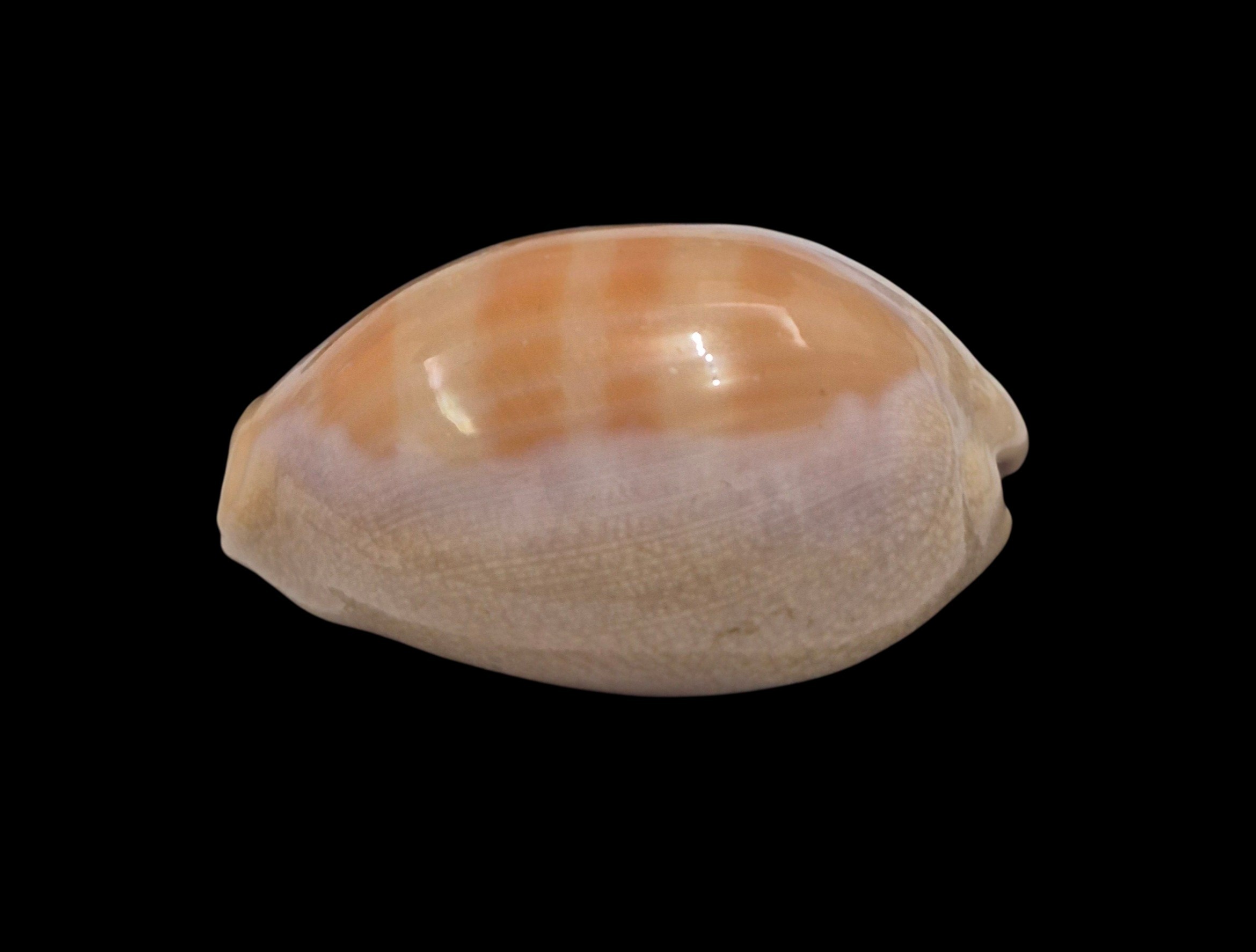 BC450 Lyncina carneola crassa - Image 3
