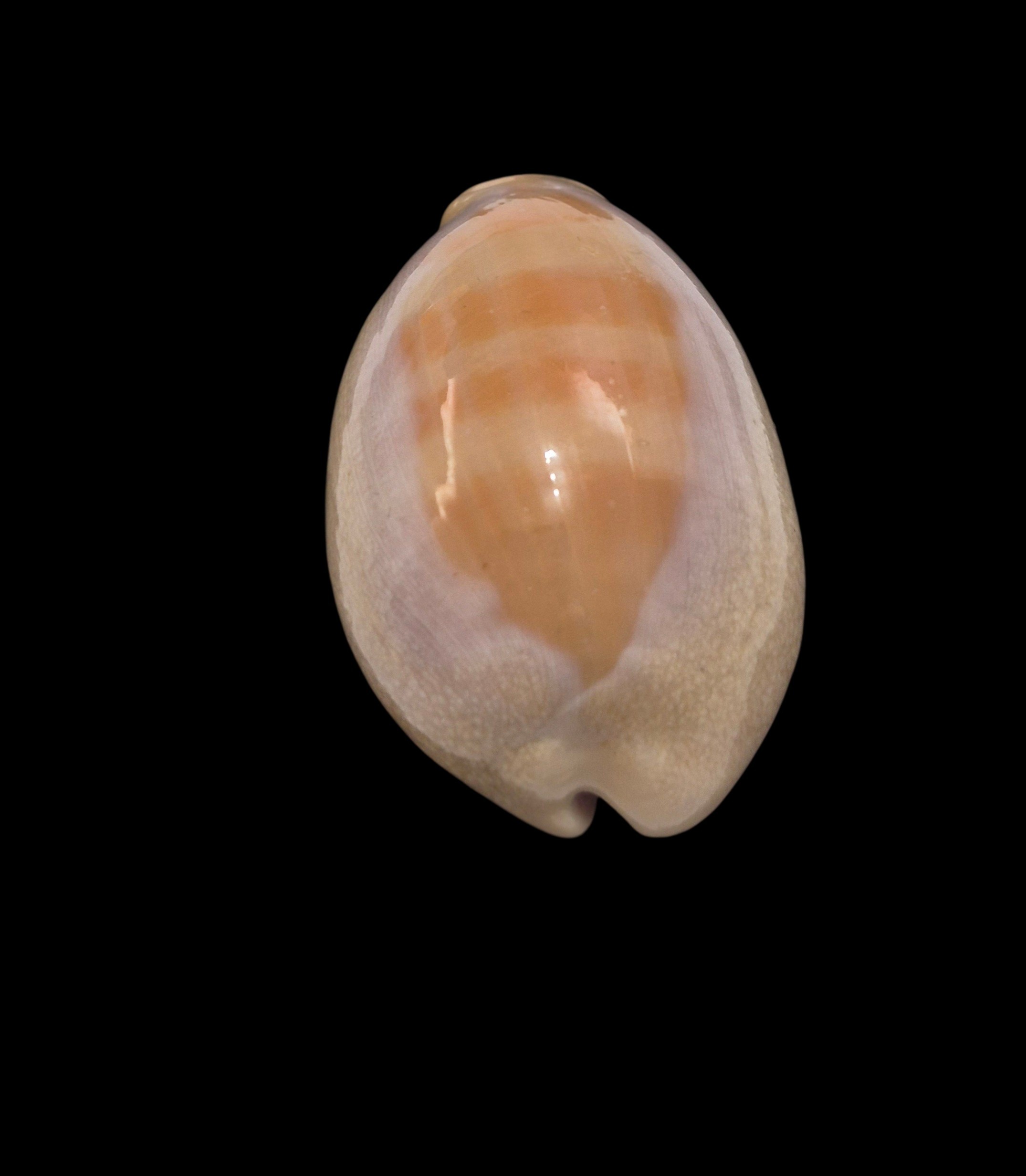 BC450 Lyncina carneola crassa - Image 4