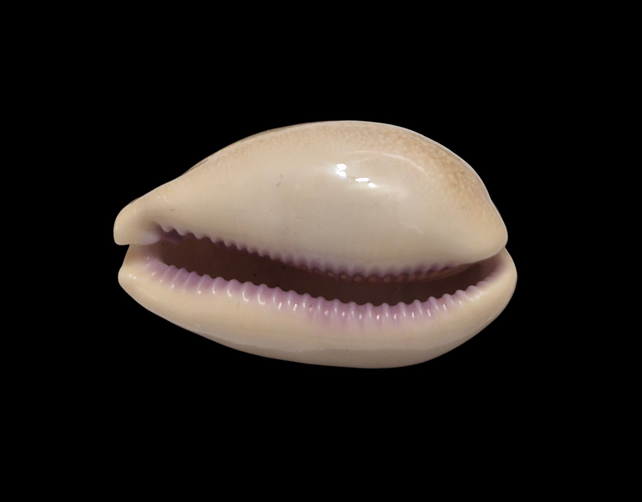 BC450 Lyncina carneola crassa - Image 5