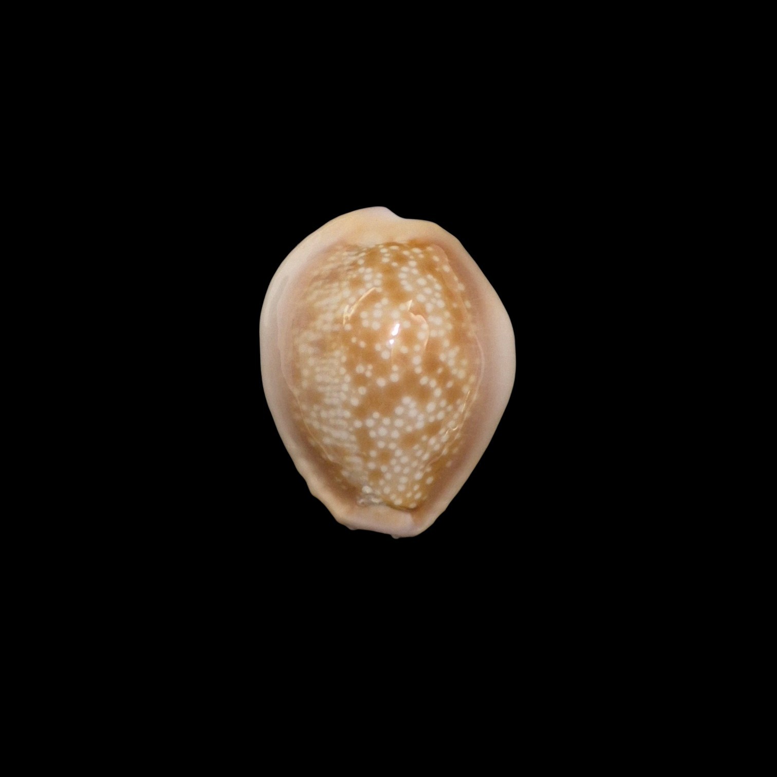 BC594 Naria helvola hawaiiensis