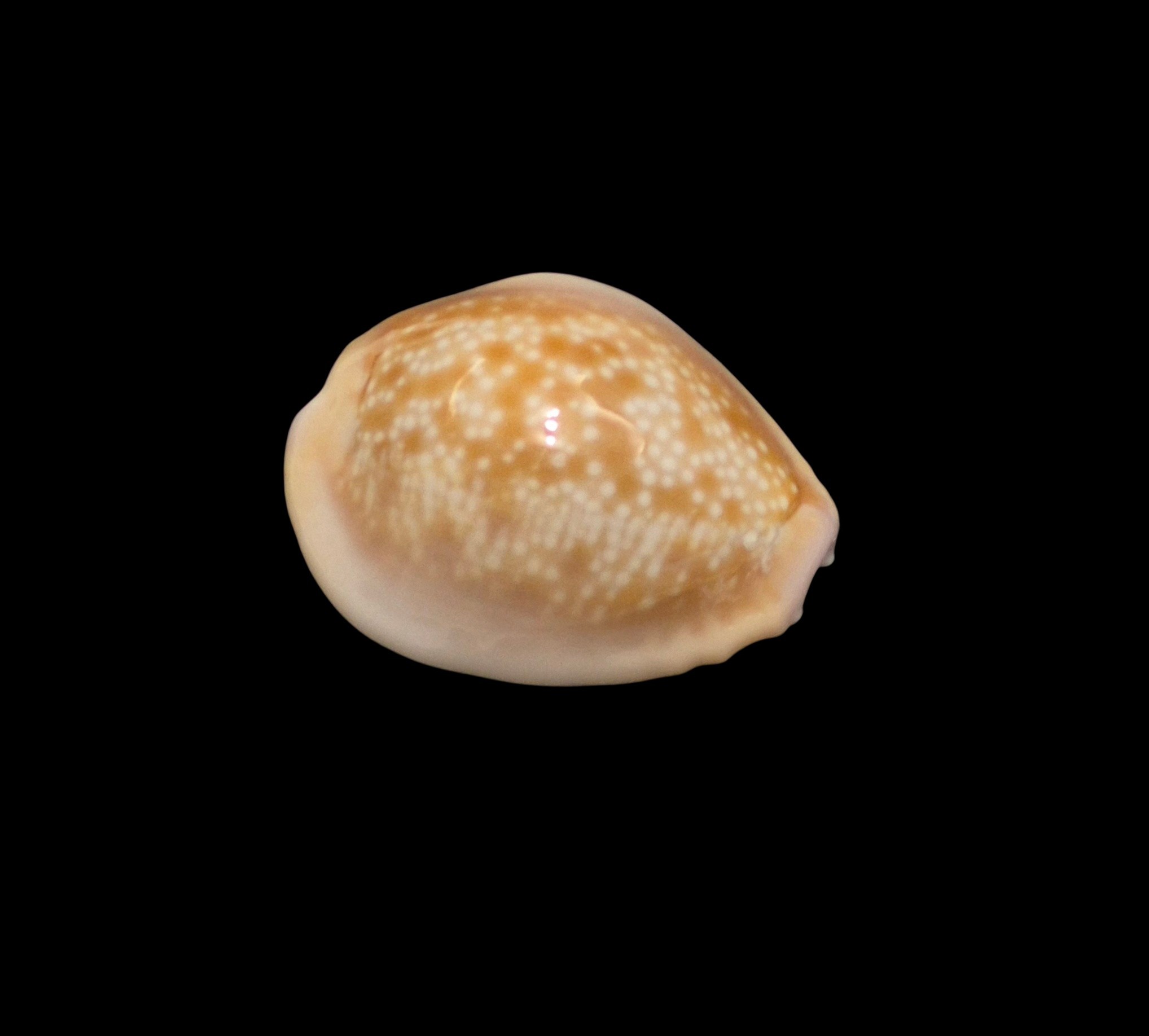 BC594 Naria helvola hawaiiensis - Image 2