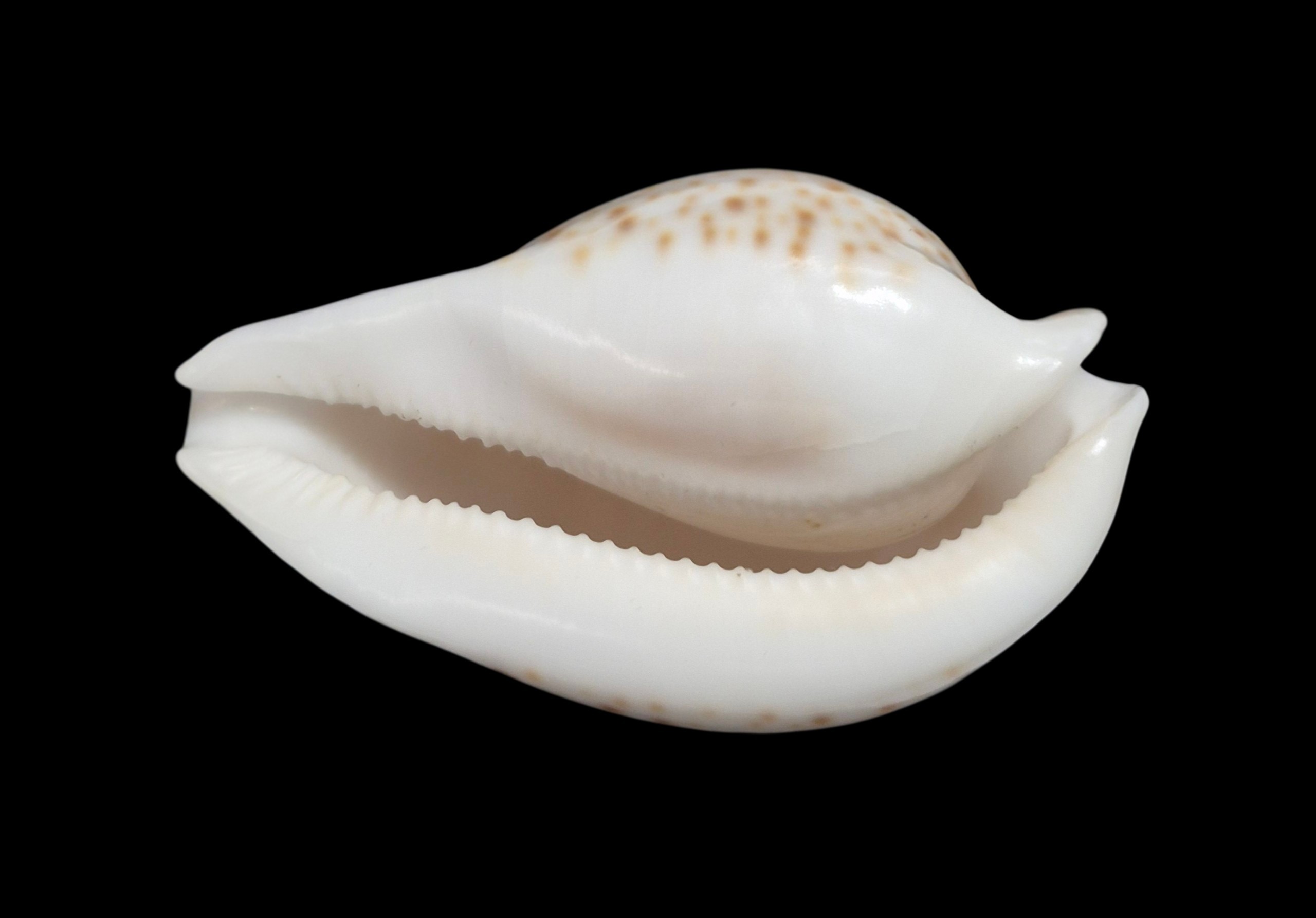 BC589 Umbilia hesitata - SELECTED - Image 5