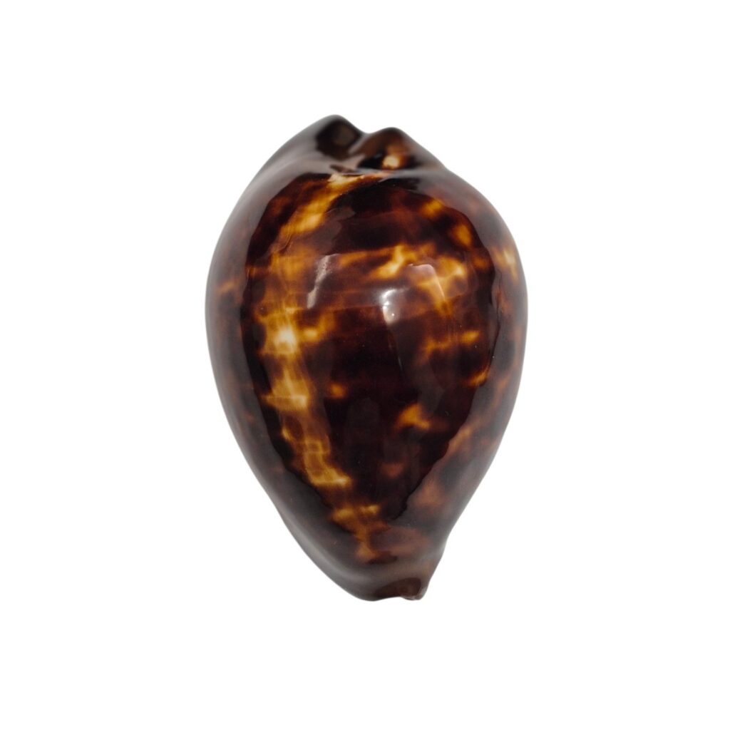 BC244 Zoila decipiens - BLACK BEAUTY