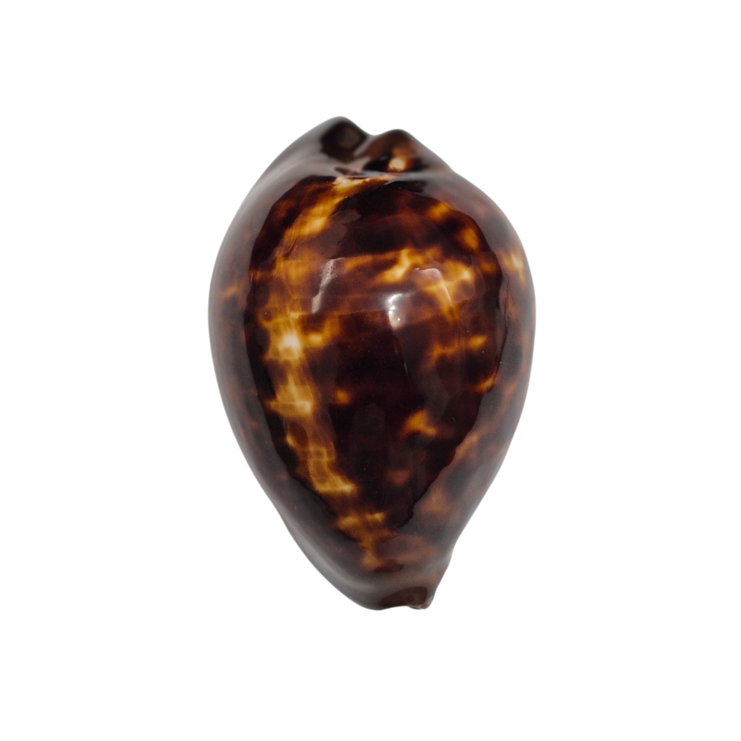 BC244 Zoila decipiens - BLACK BEAUTY