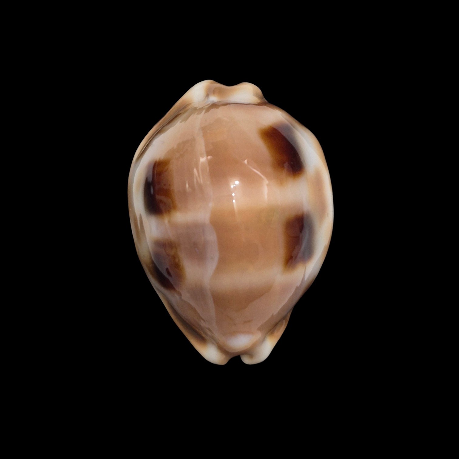 BC379 Luria tessellata - HUGE and HEAVY