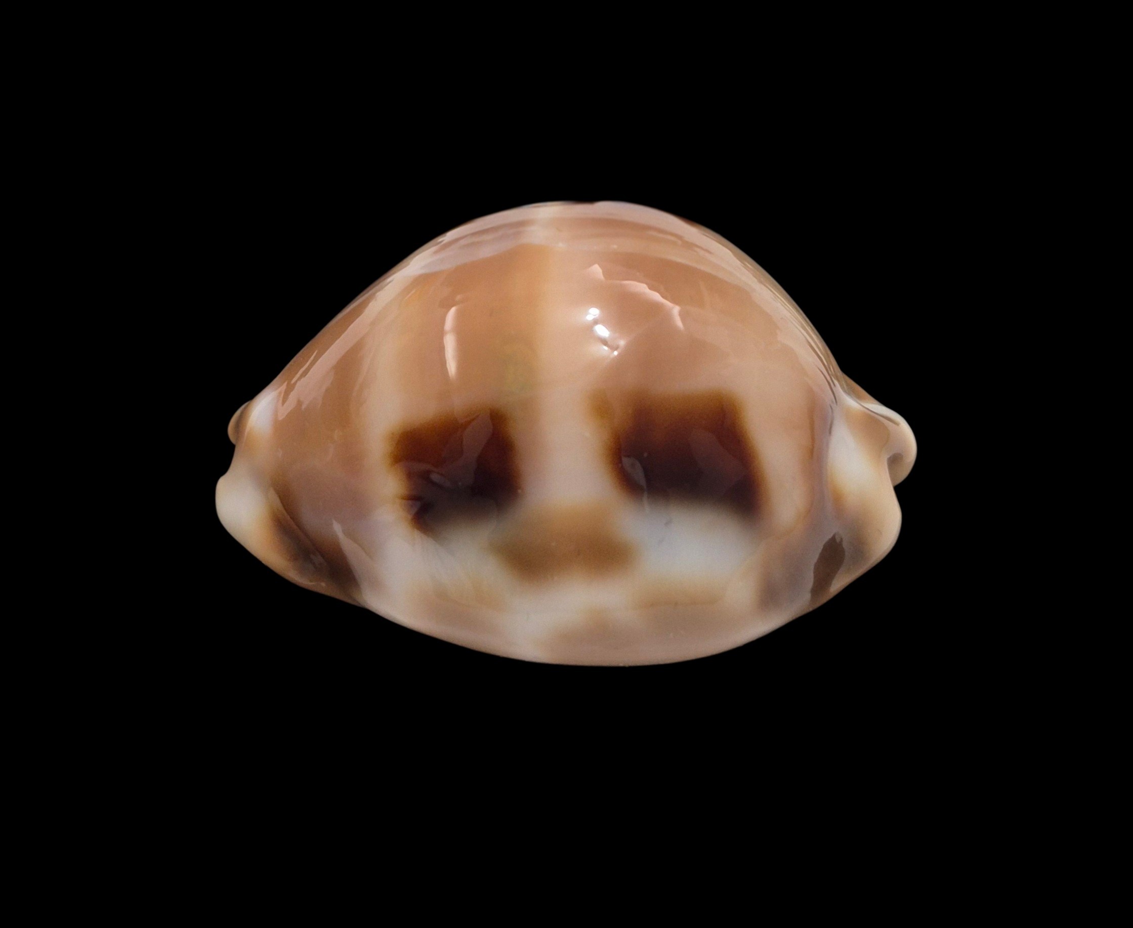 BC379 Luria tessellata - HUGE and HEAVY - Image 3