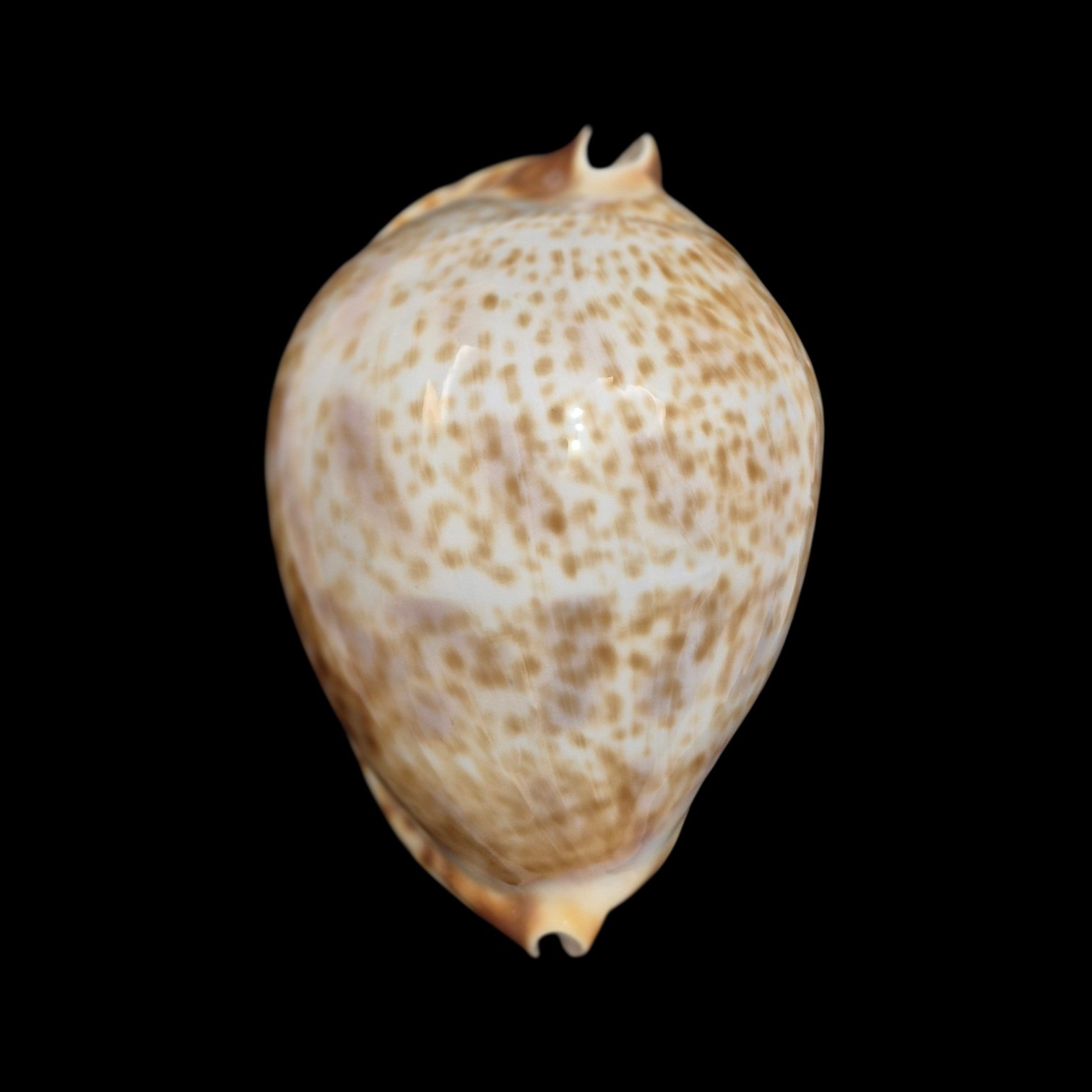 BC582 Zoila vercoi lentiginosa - GREAT PATTERN