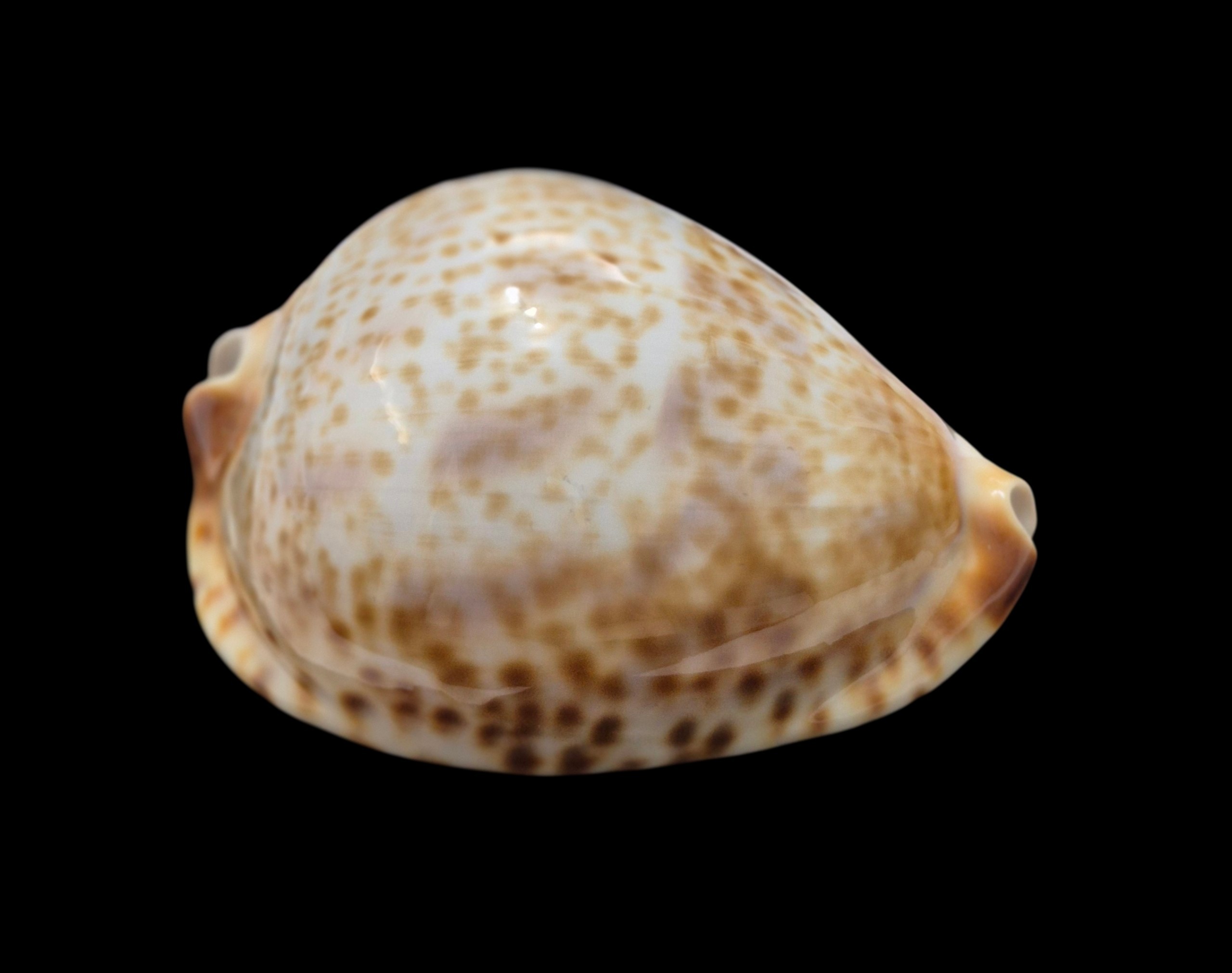 BC582 Zoila vercoi lentiginosa - GREAT PATTERN - Image 2