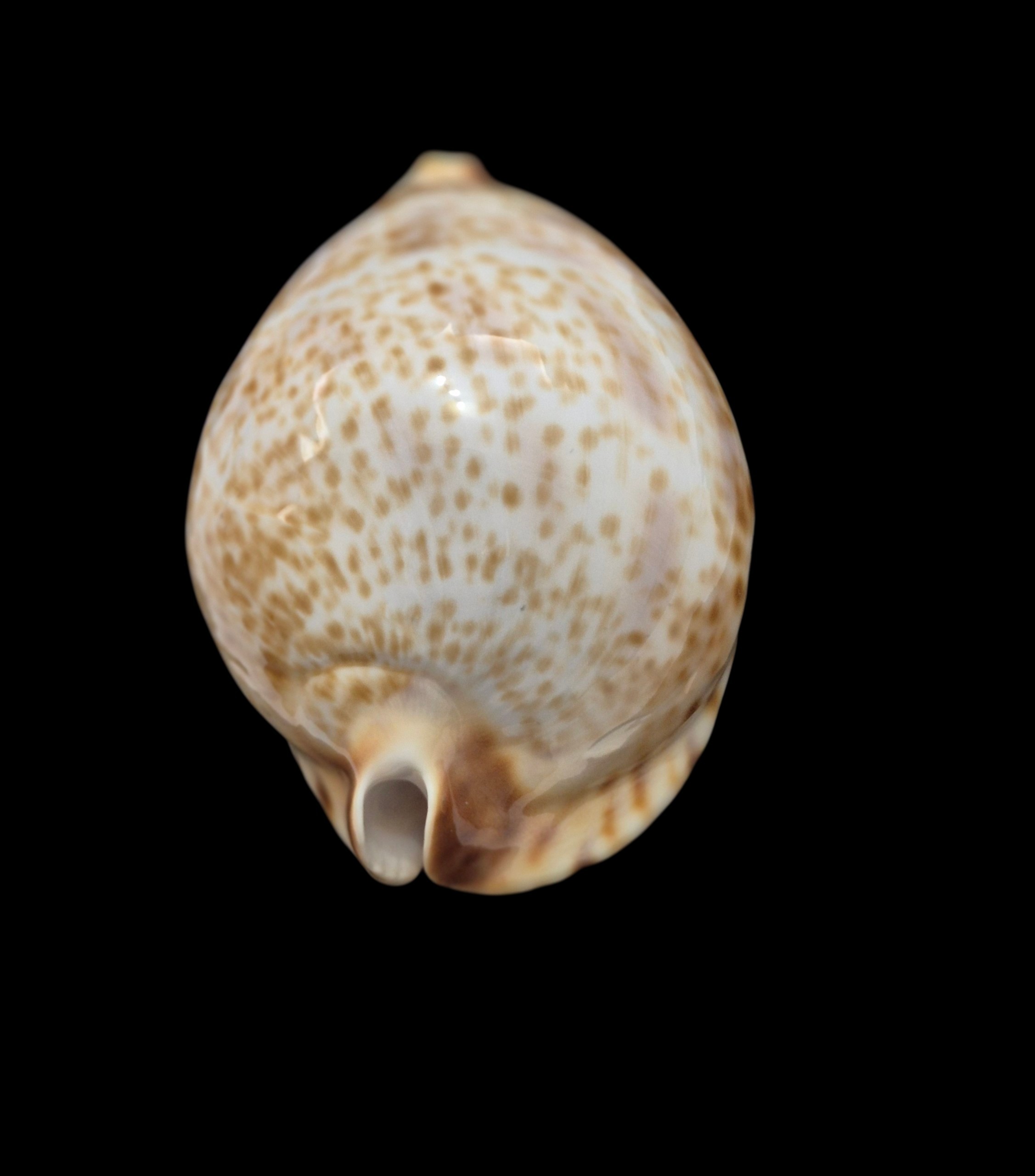 BC582 Zoila vercoi lentiginosa - GREAT PATTERN - Image 4