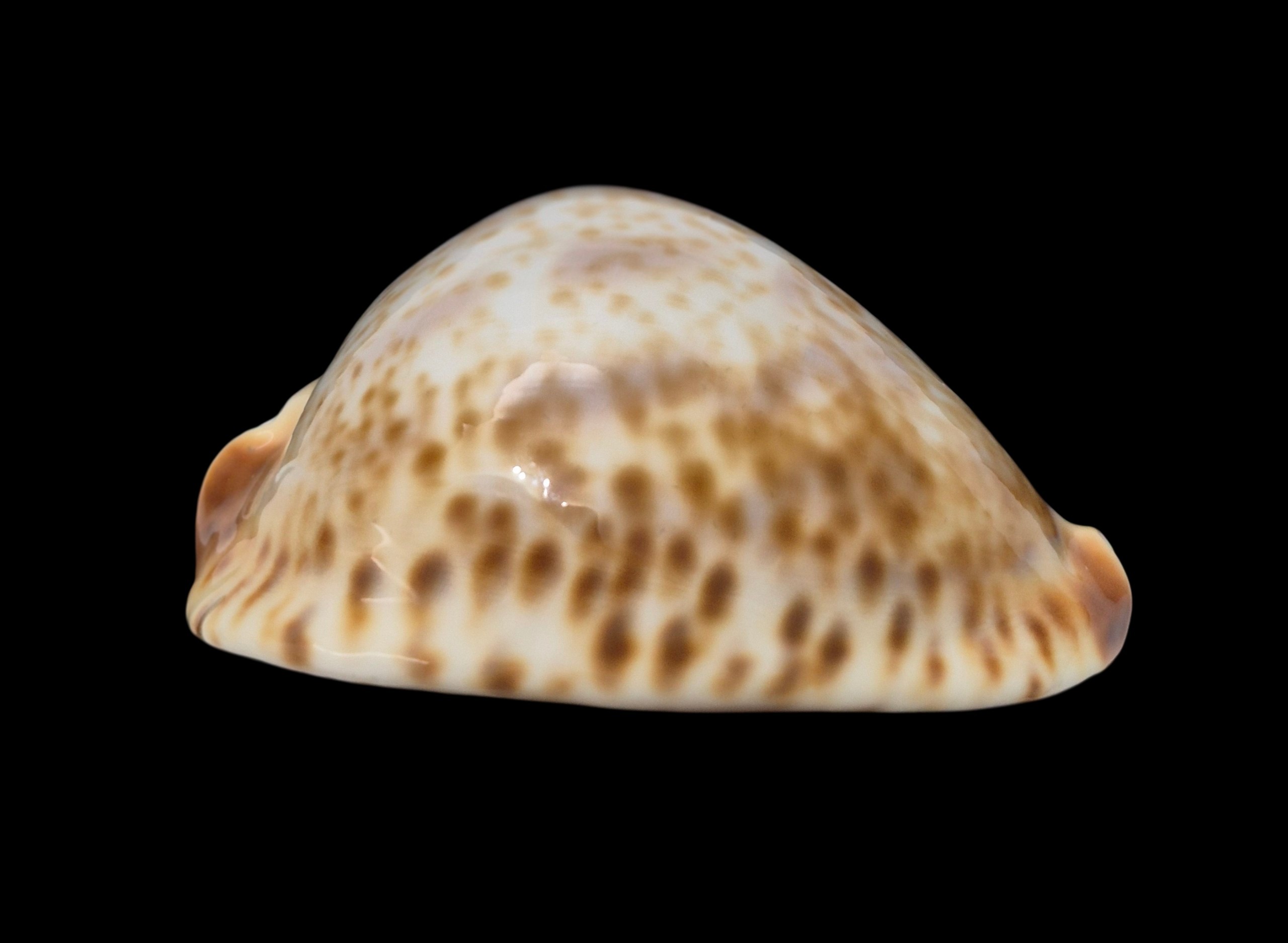 BC582 Zoila vercoi lentiginosa - GREAT PATTERN - Image 6