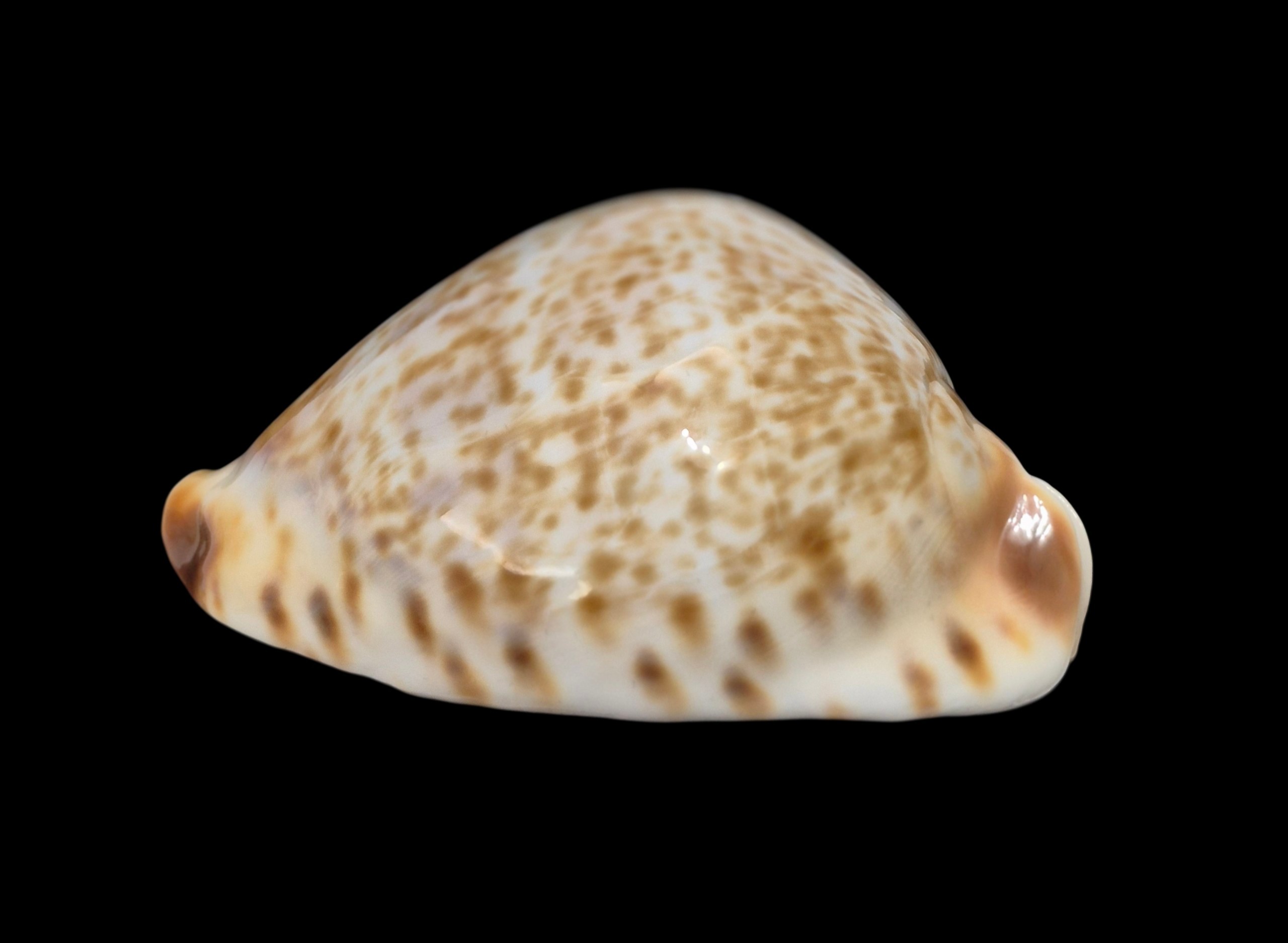 BC582 Zoila vercoi lentiginosa - GREAT PATTERN - Image 7