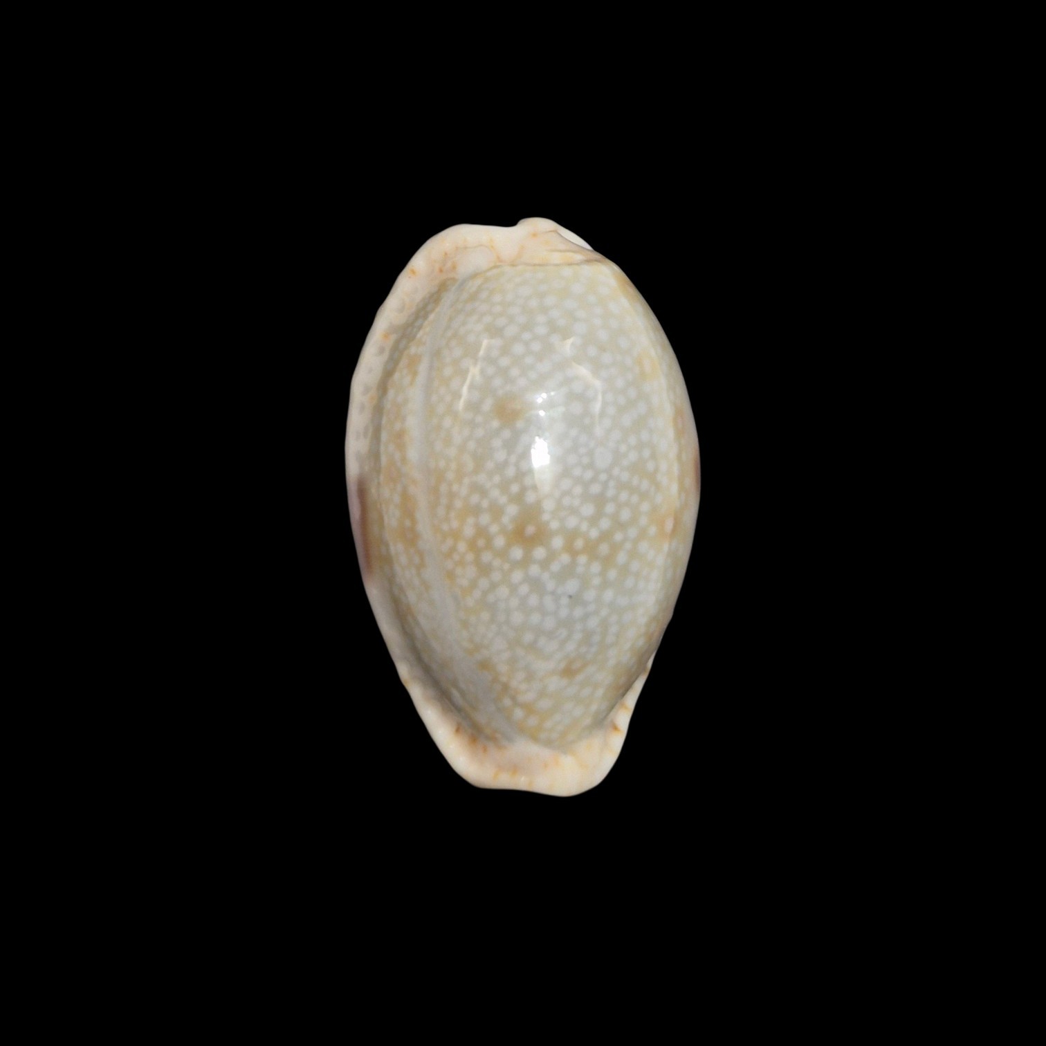 BC146 Naria erosa - BLUE FORM