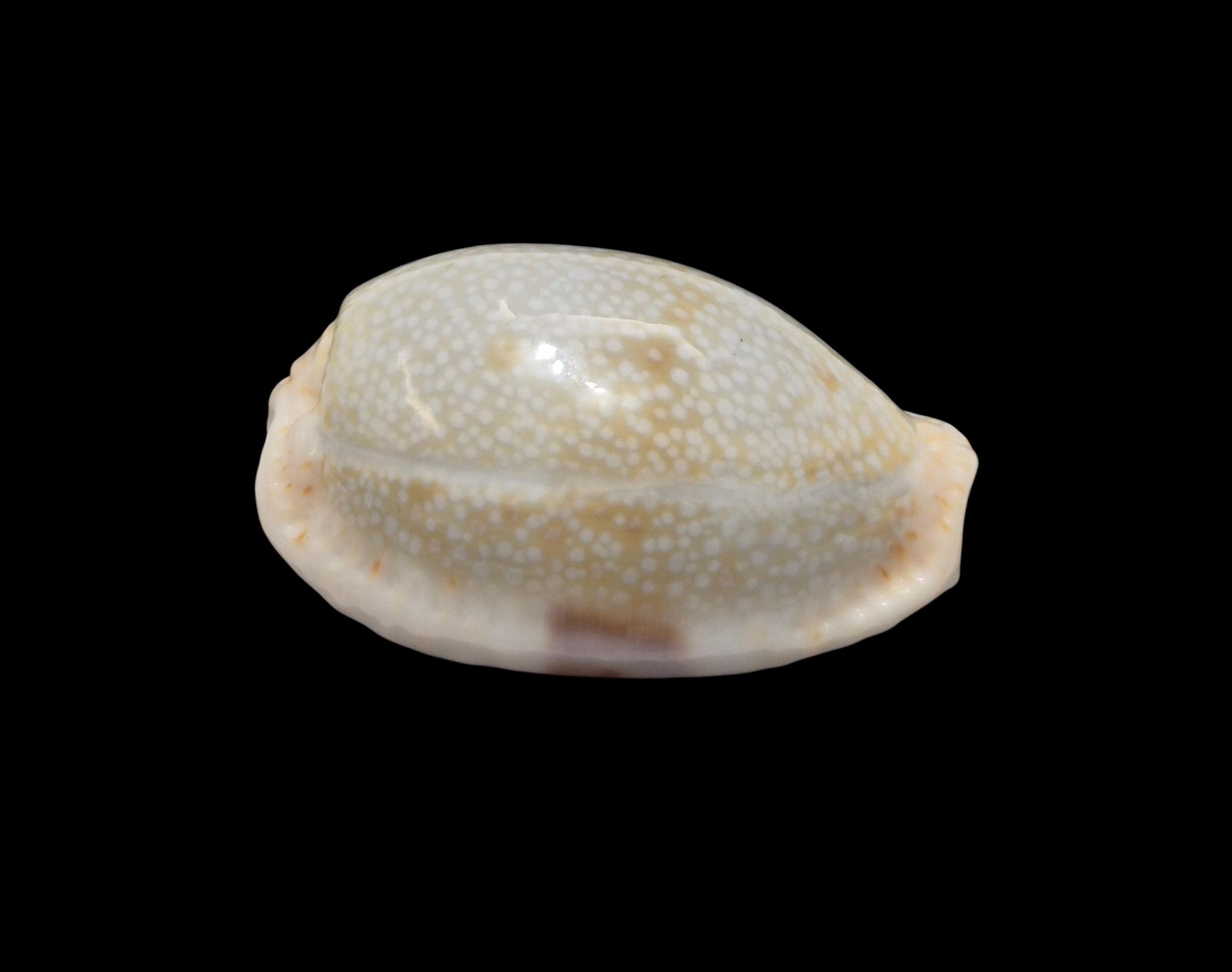BC146 Naria erosa - BLUE FORM - Image 2