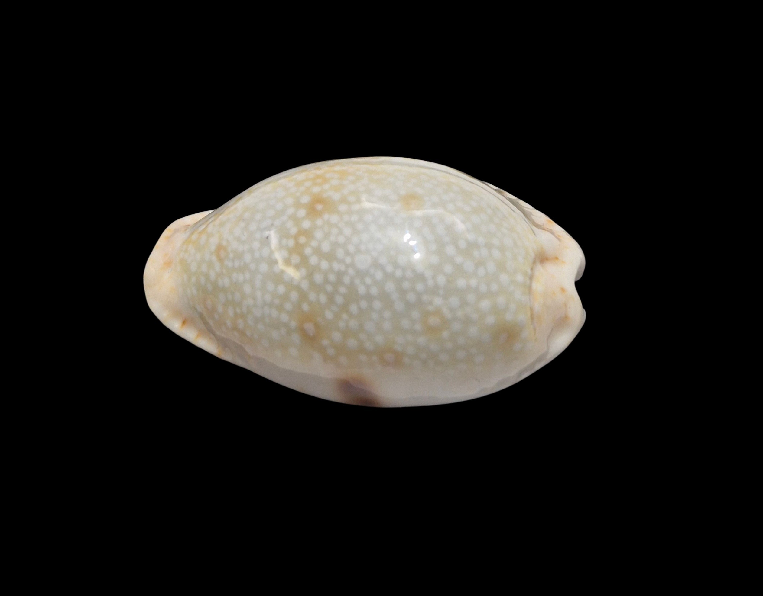 BC146 Naria erosa - BLUE FORM - Image 3