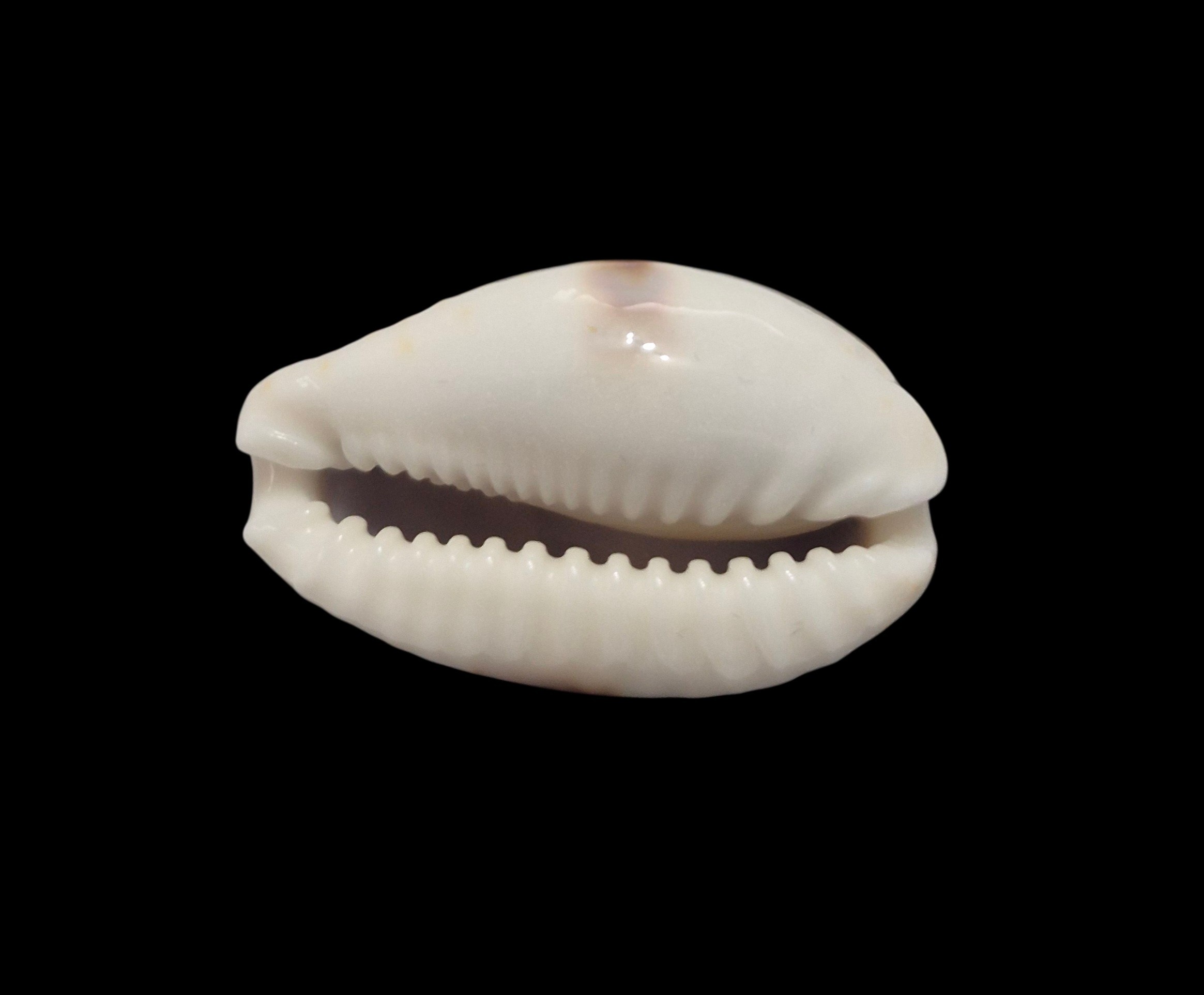 BC146 Naria erosa - BLUE FORM - Image 5