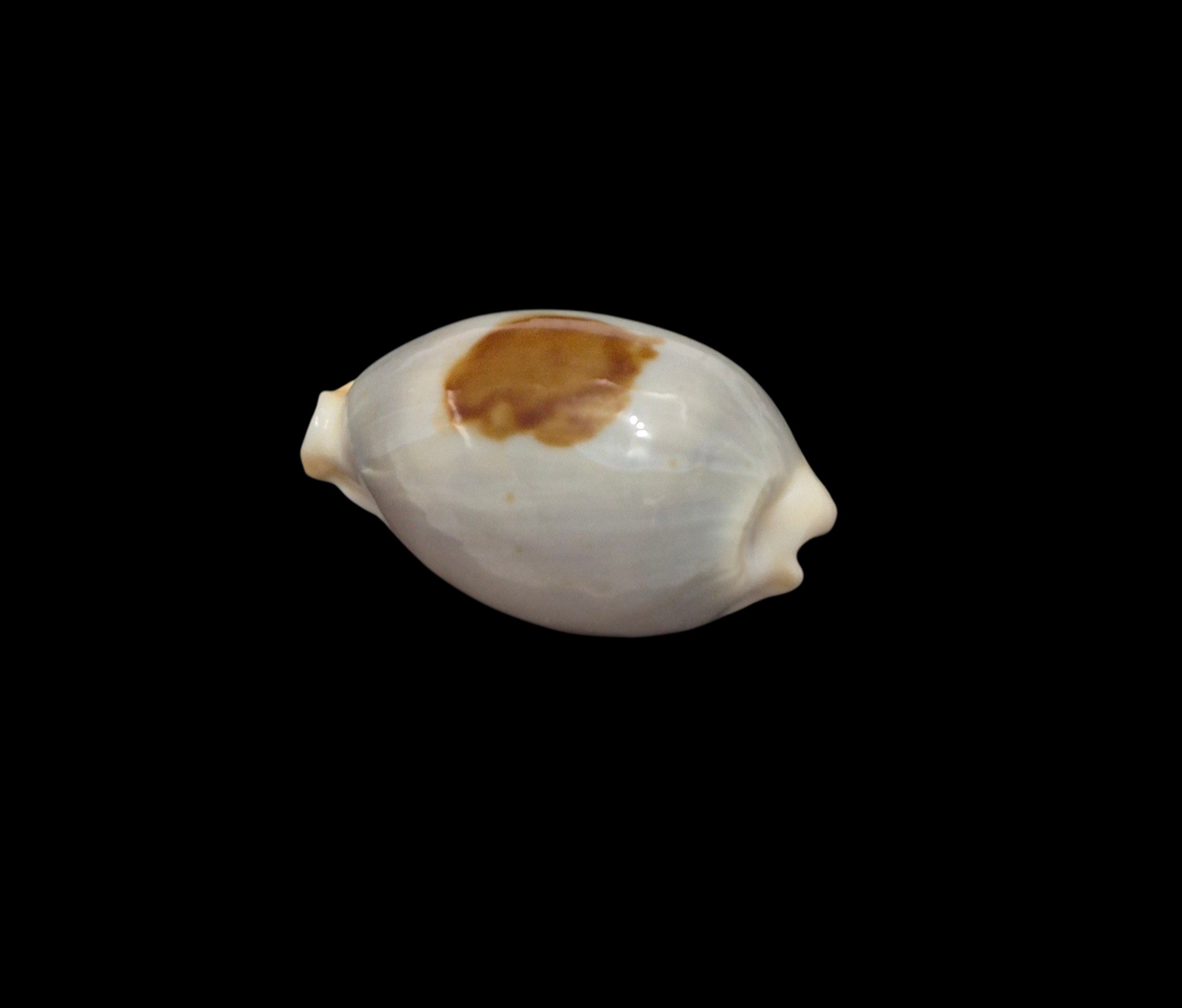 BC577 Bistolida brevidentata fluctuans - Image 3
