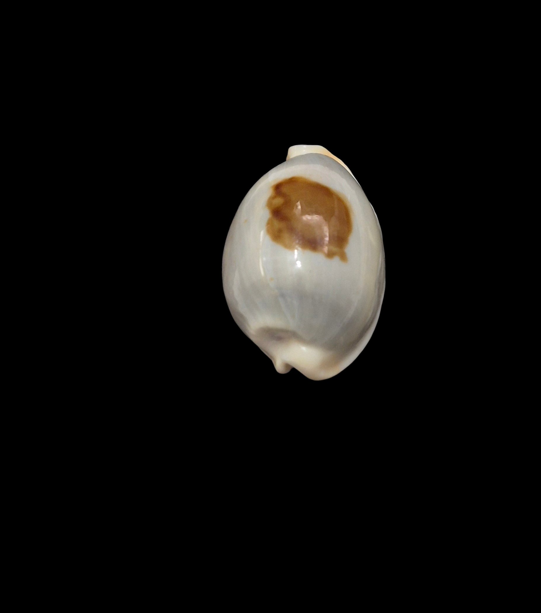BC577 Bistolida brevidentata fluctuans - Image 4