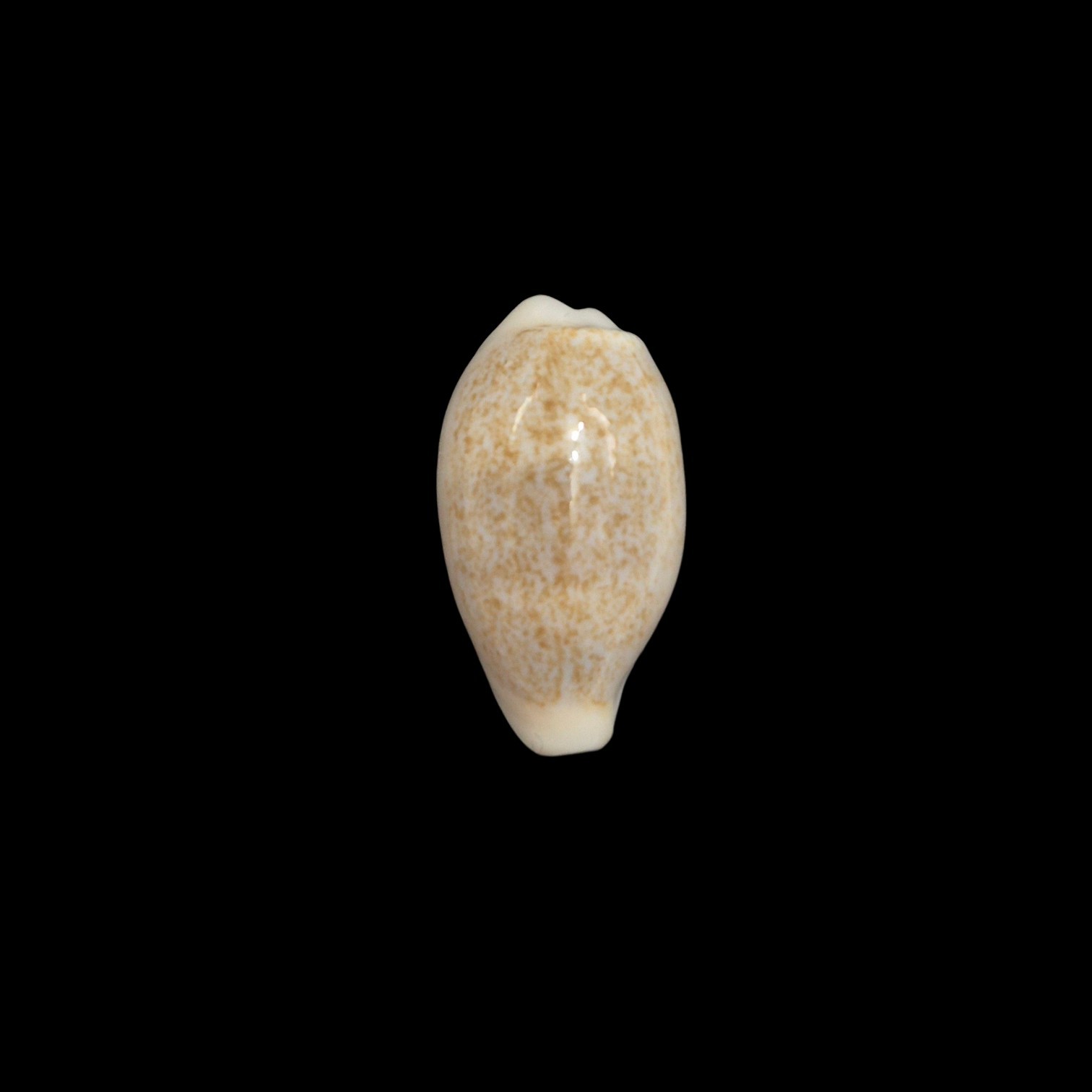BC544 Eclogavena luchuana