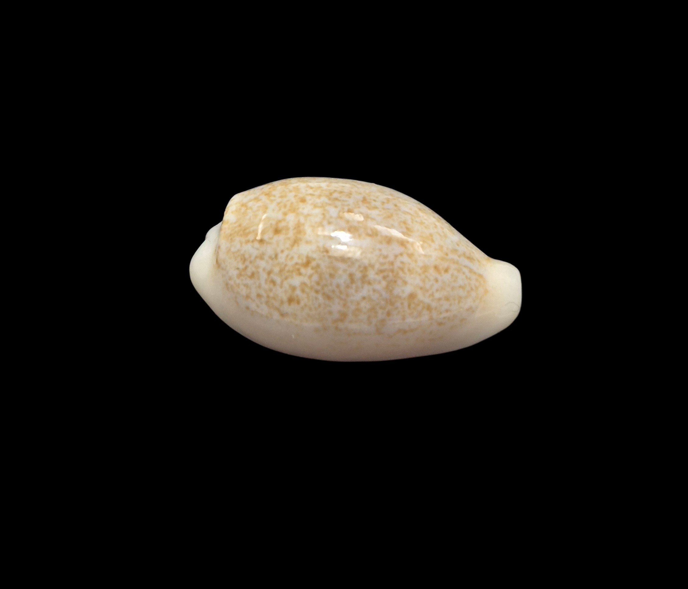BC544 Eclogavena luchuana - Image 2