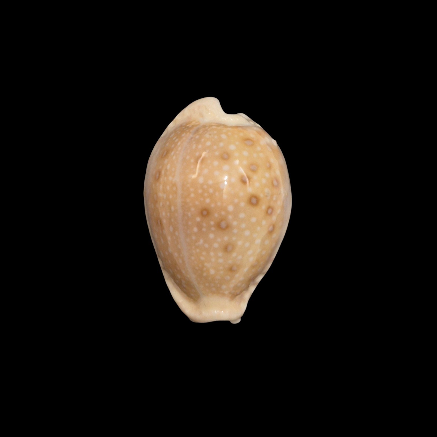 BC439 Naria marginalis melocellata