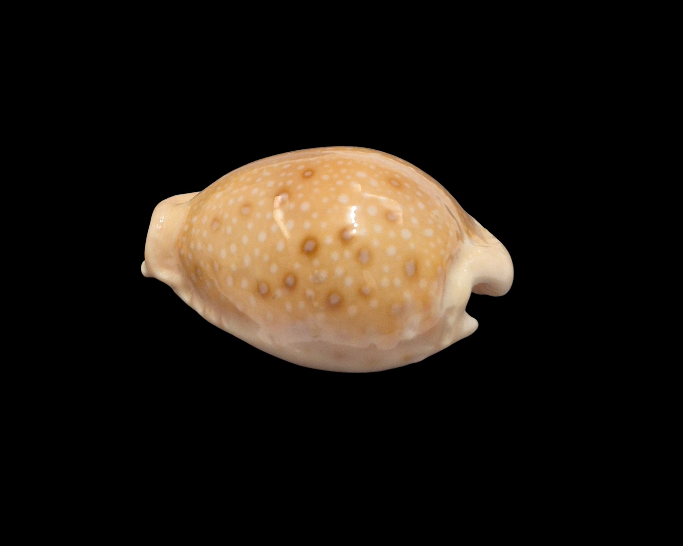 BC439 Naria marginalis melocellata - Image 3