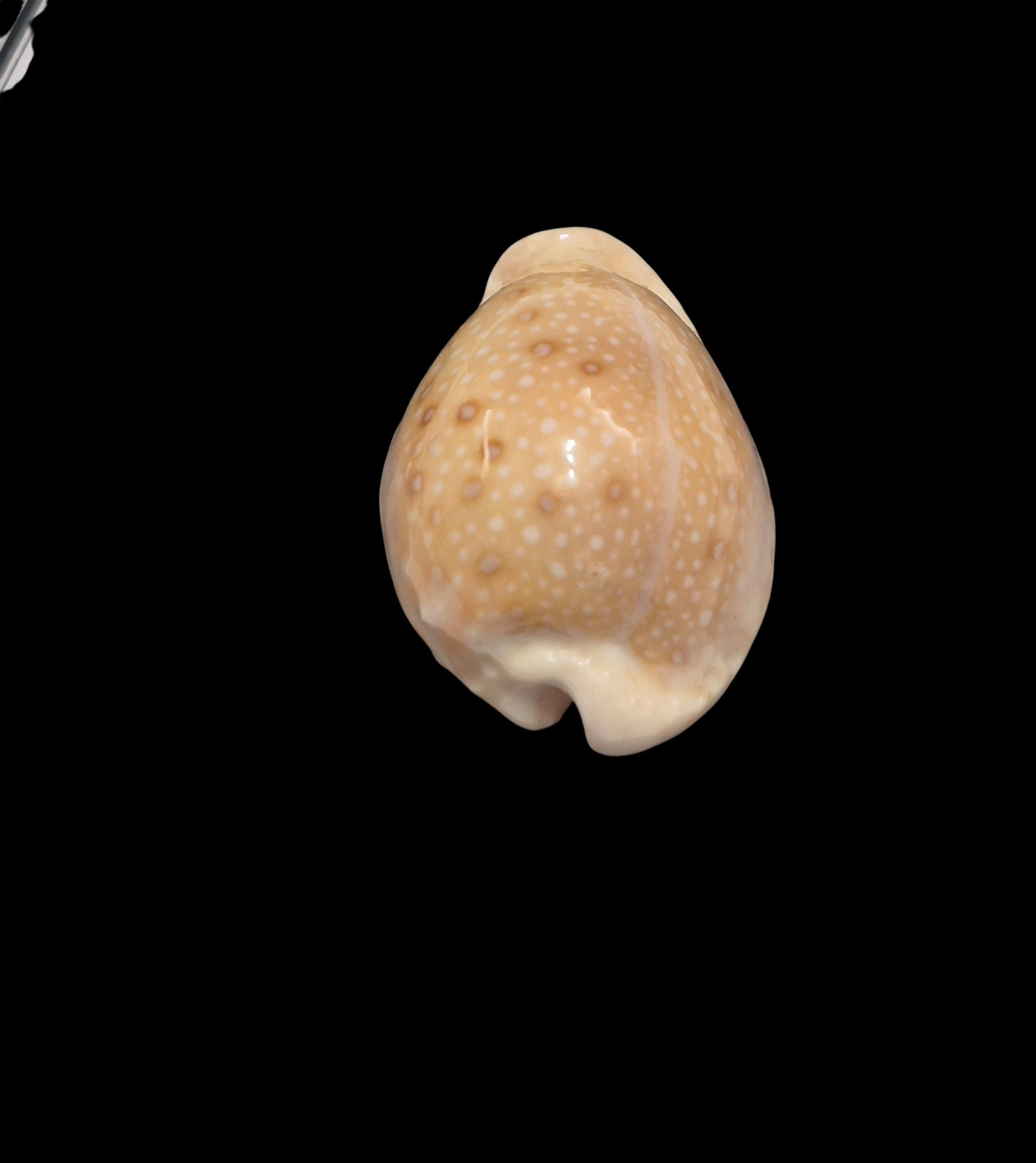 BC439 Naria marginalis melocellata - Image 4