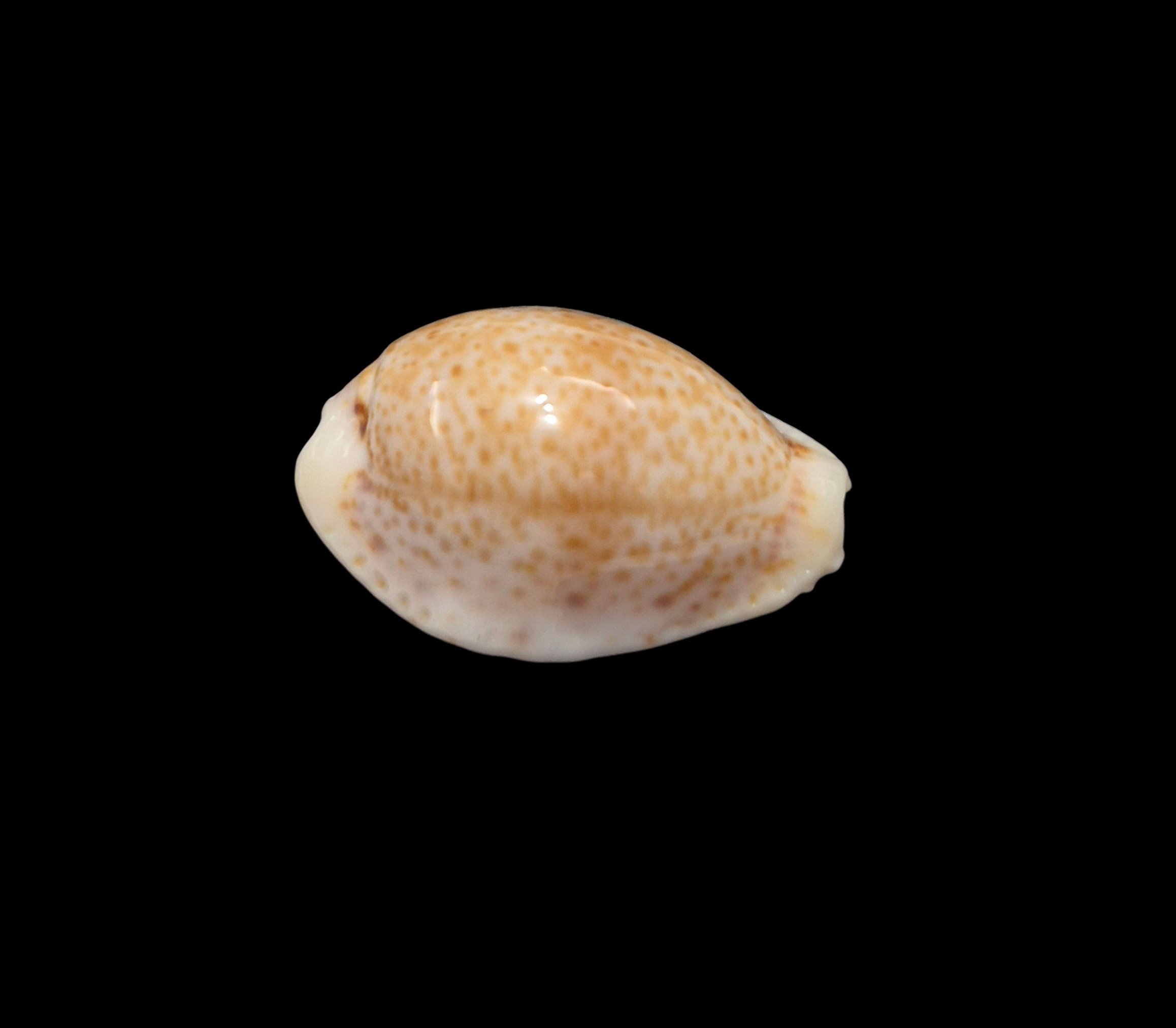 BC231 Naria spurca sanctaehelenae - SELECTED - Image 2