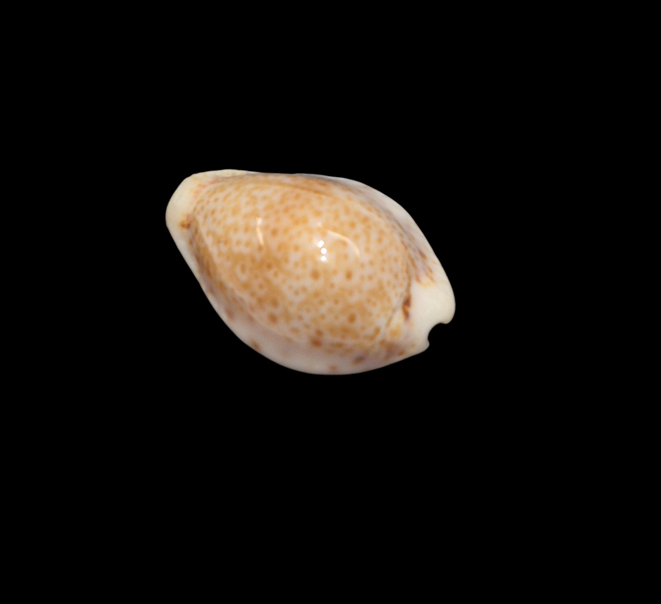 BC231 Naria spurca sanctaehelenae - SELECTED - Image 3