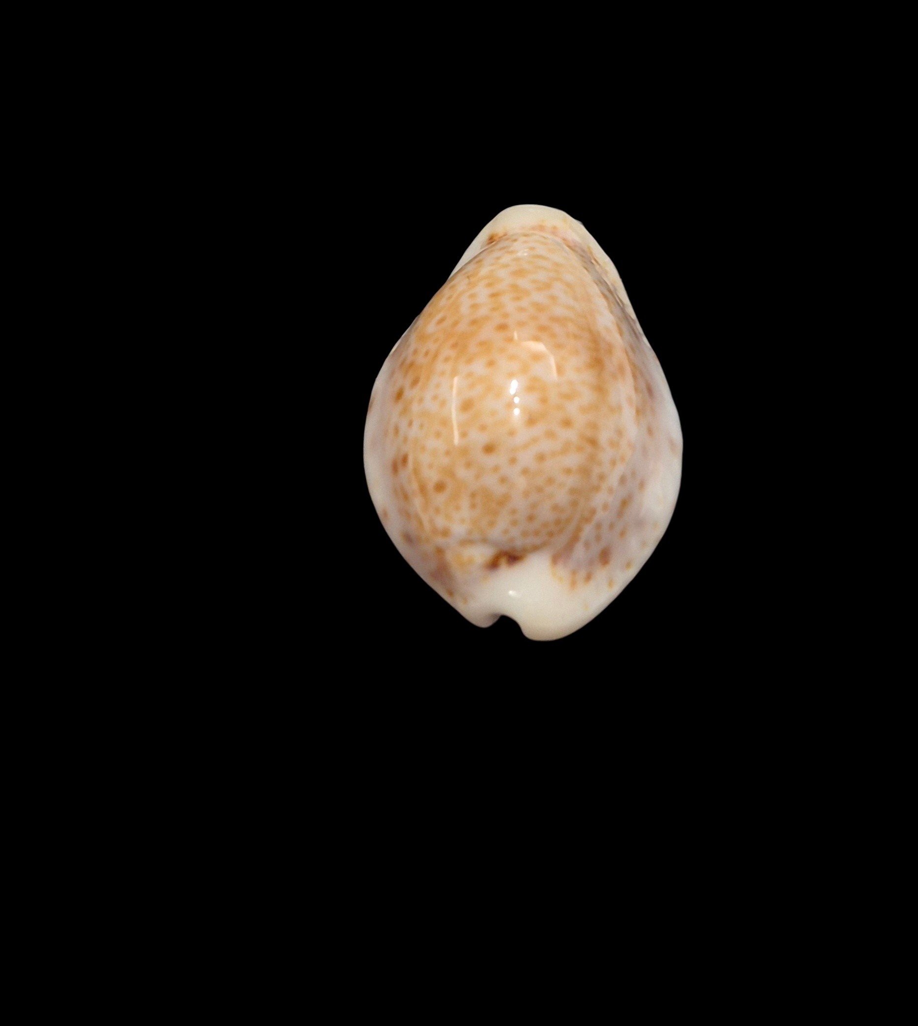 BC231 Naria spurca sanctaehelenae - SELECTED - Image 4