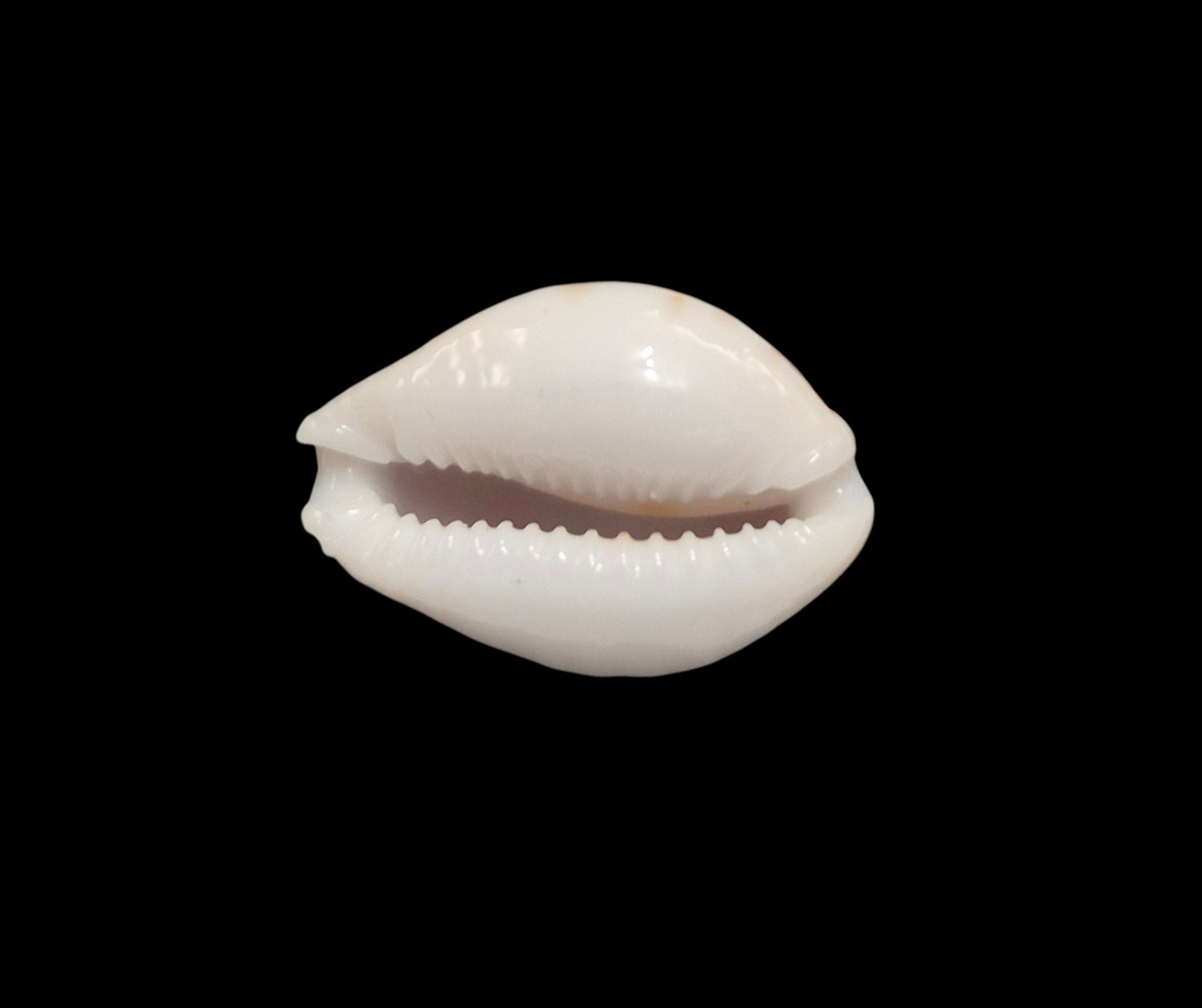 BC231 Naria spurca sanctaehelenae - SELECTED - Image 5