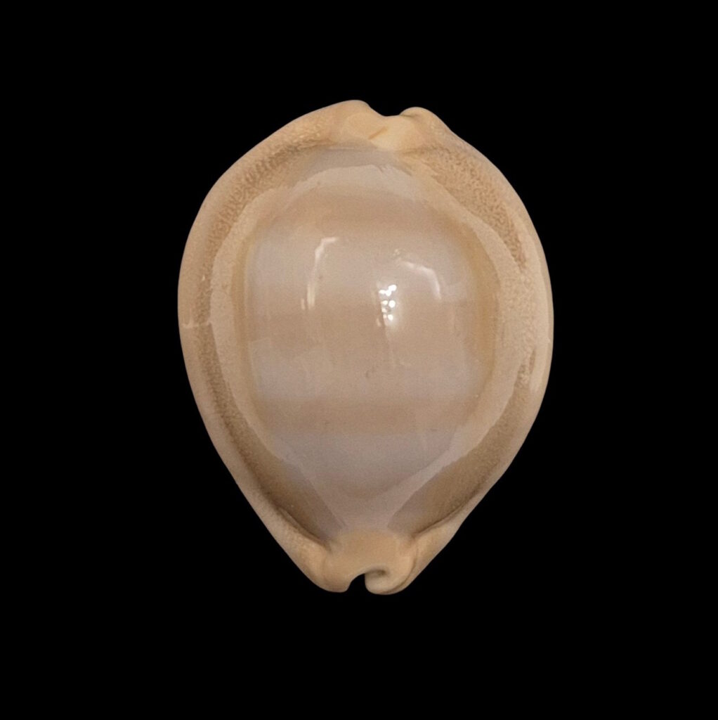 BC448 Lyncina sulcidentata
