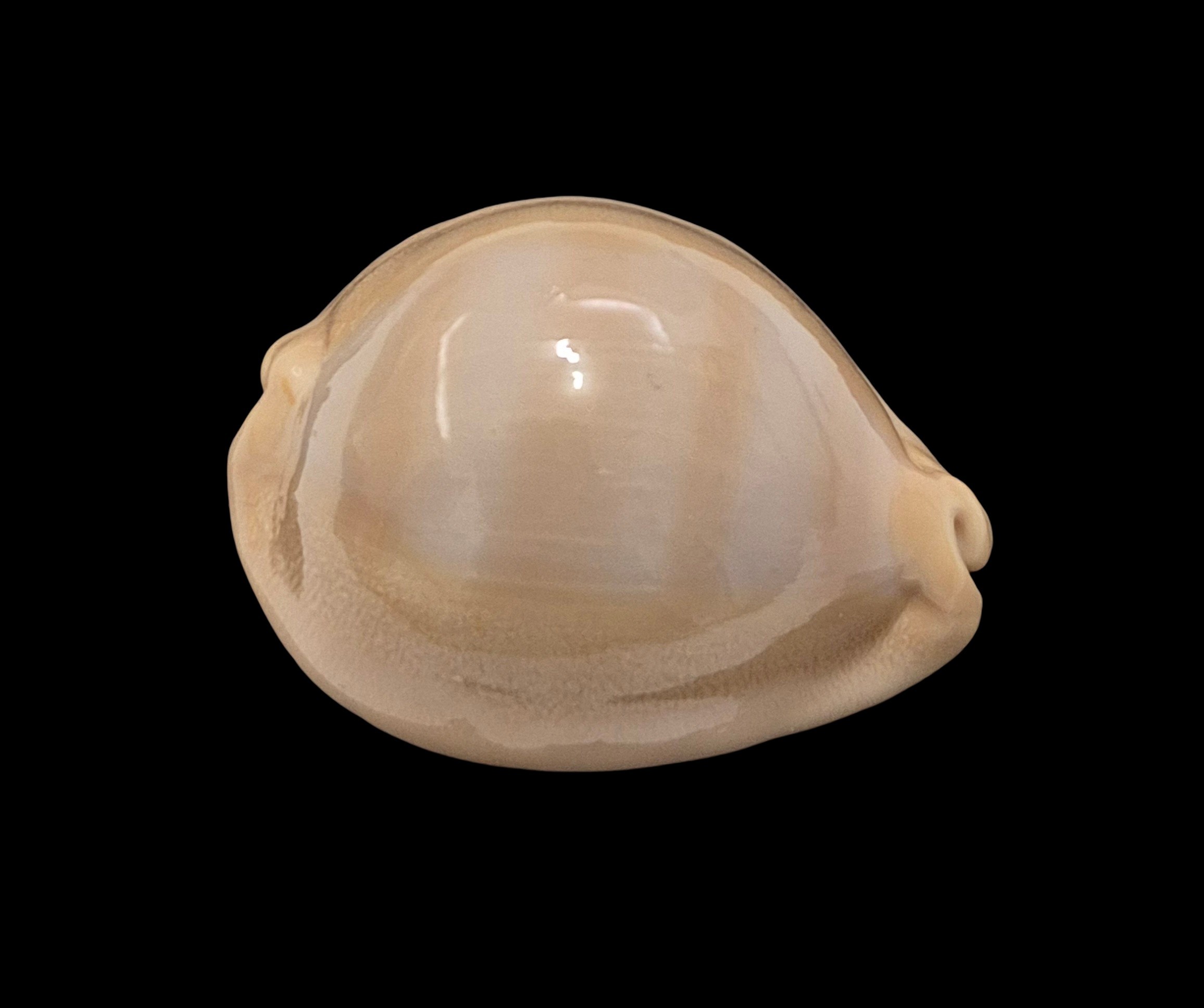 BC448 Lyncina sulcidentata - Image 2