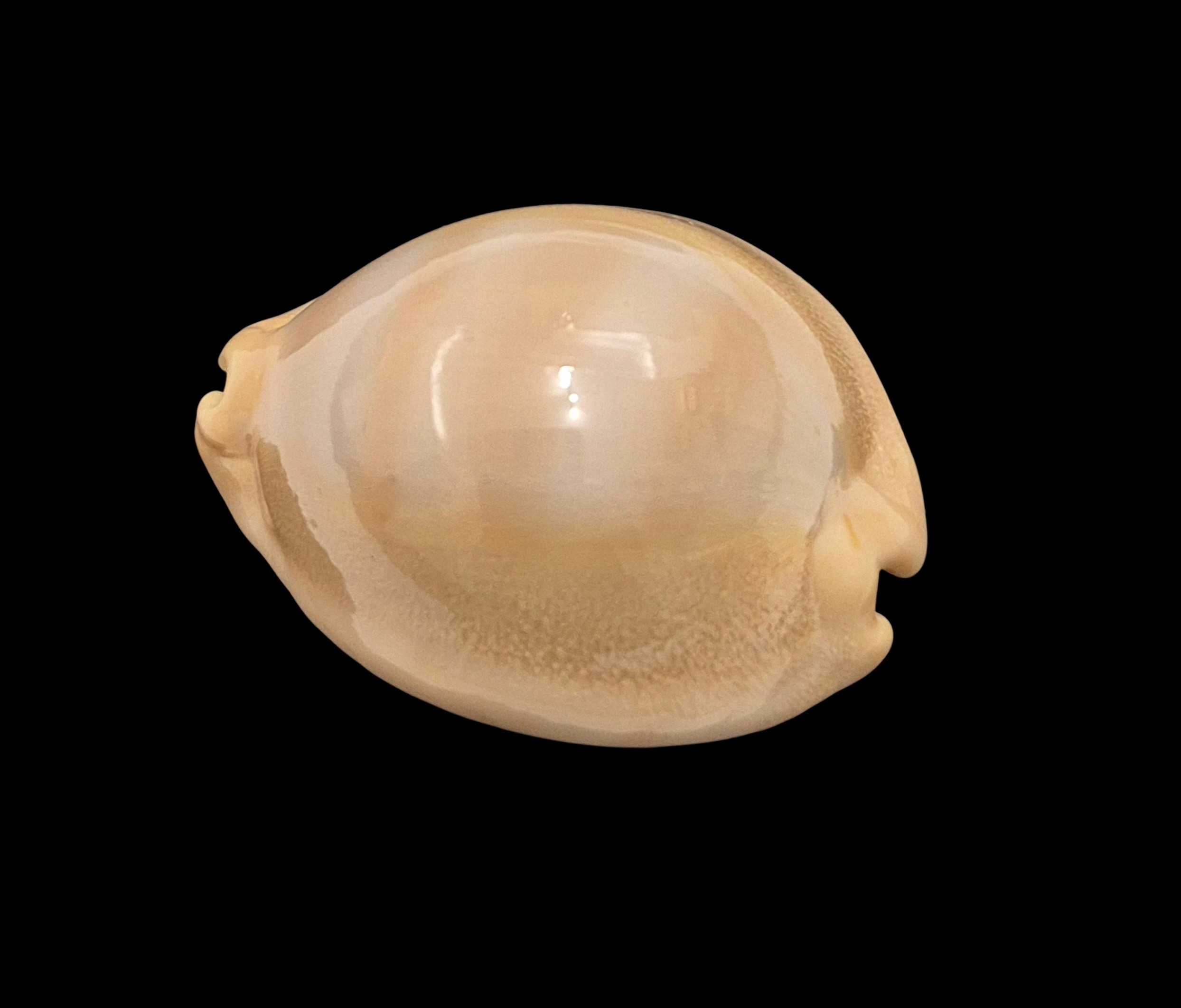 BC448 Lyncina sulcidentata - Image 3